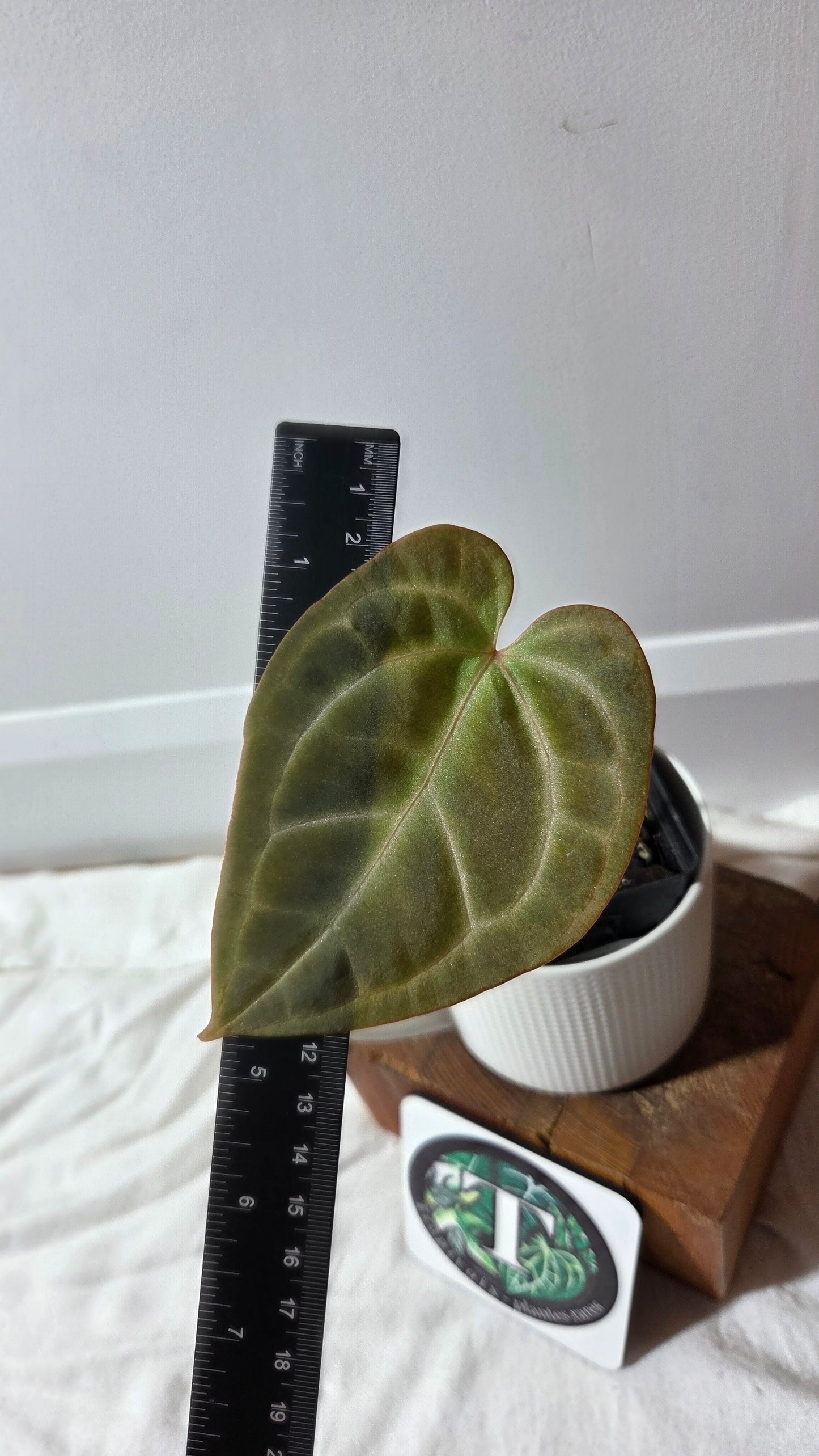 Anthurium Besseae Aff "Format MOYEN" (ANT-670)