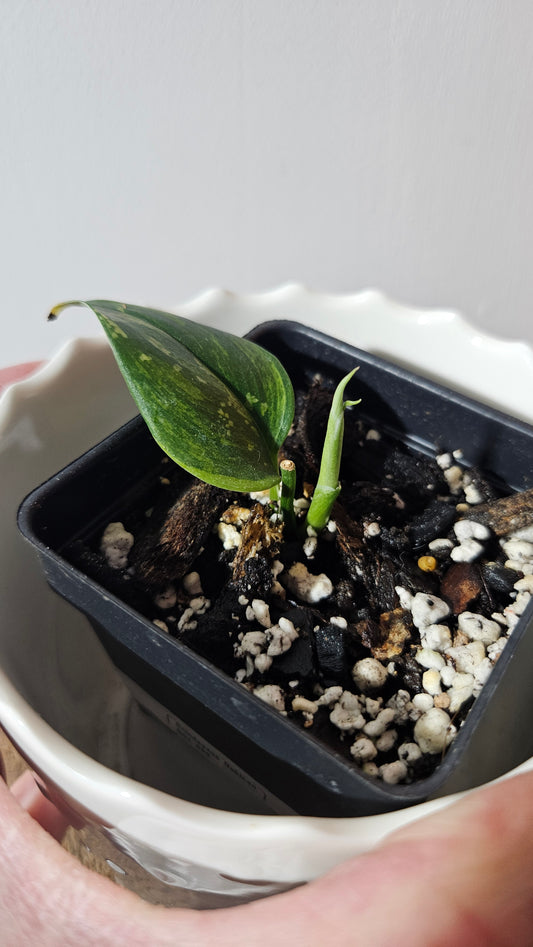 Scindapsus Rubicon (SCI-908)
