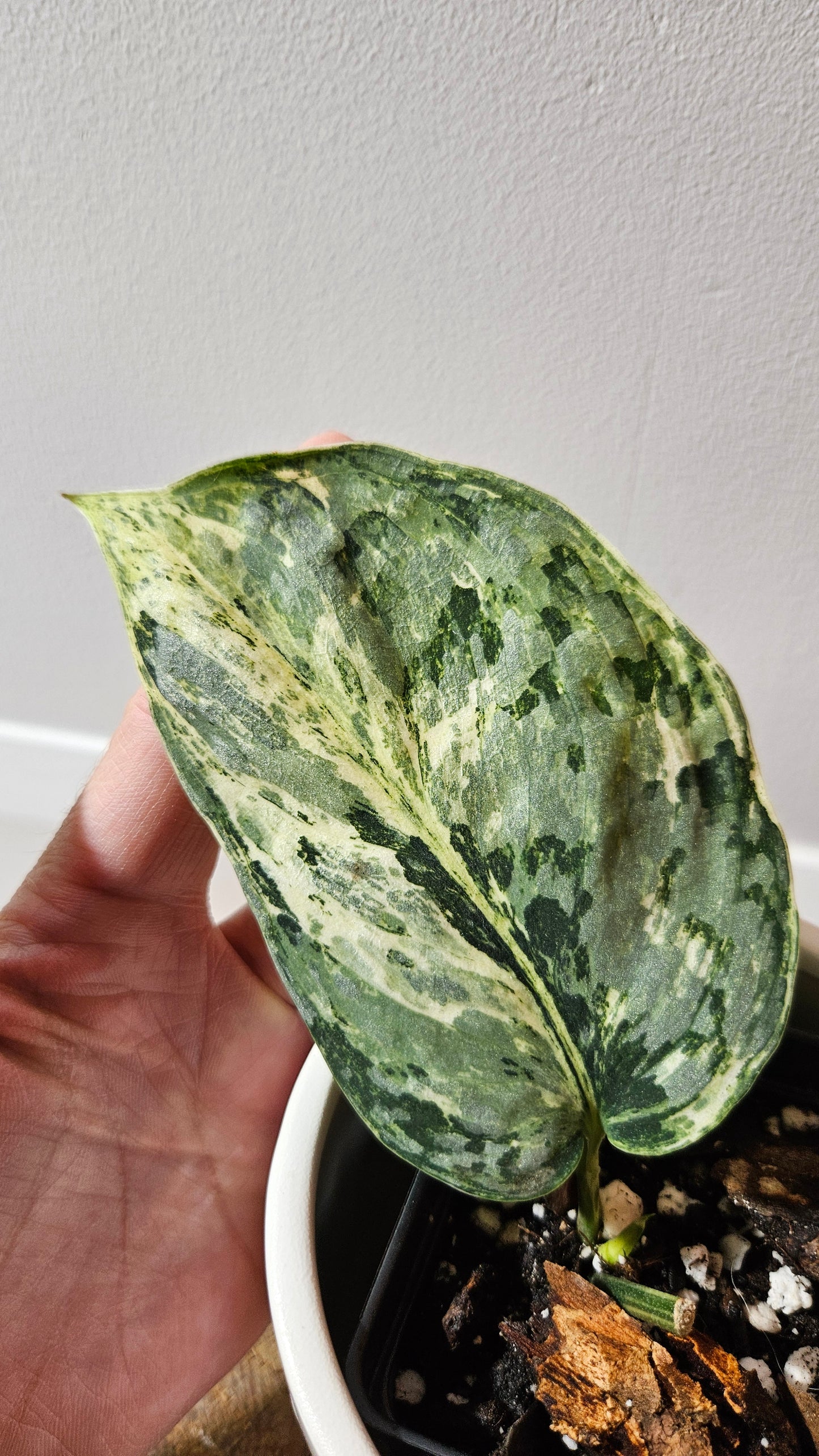 Scindapsus Peasun (SCI-1065)