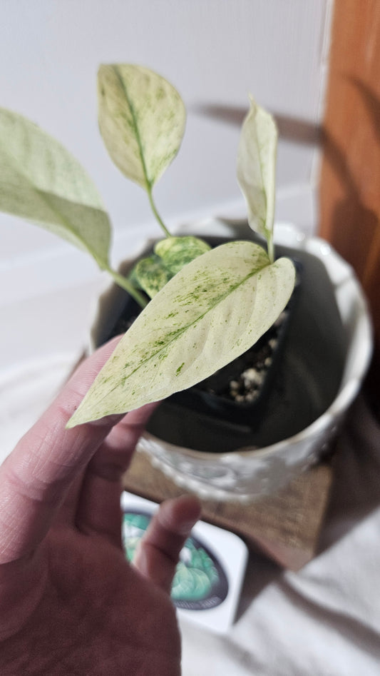 Monstera Laniata Mint (MON-397)