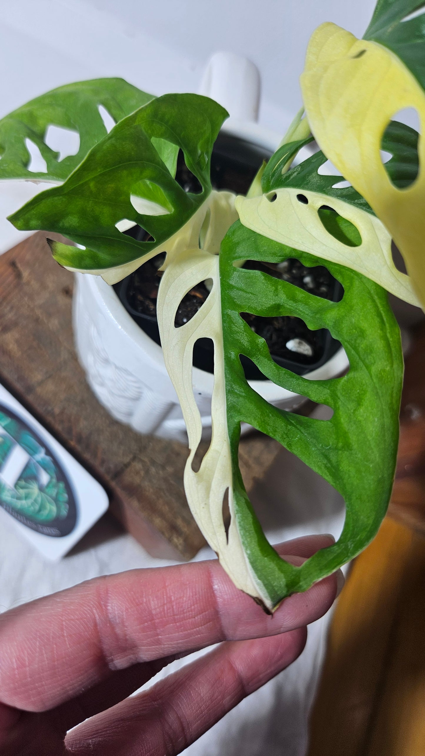 Monstera Andasonii Albo "half&half" (MON-328)