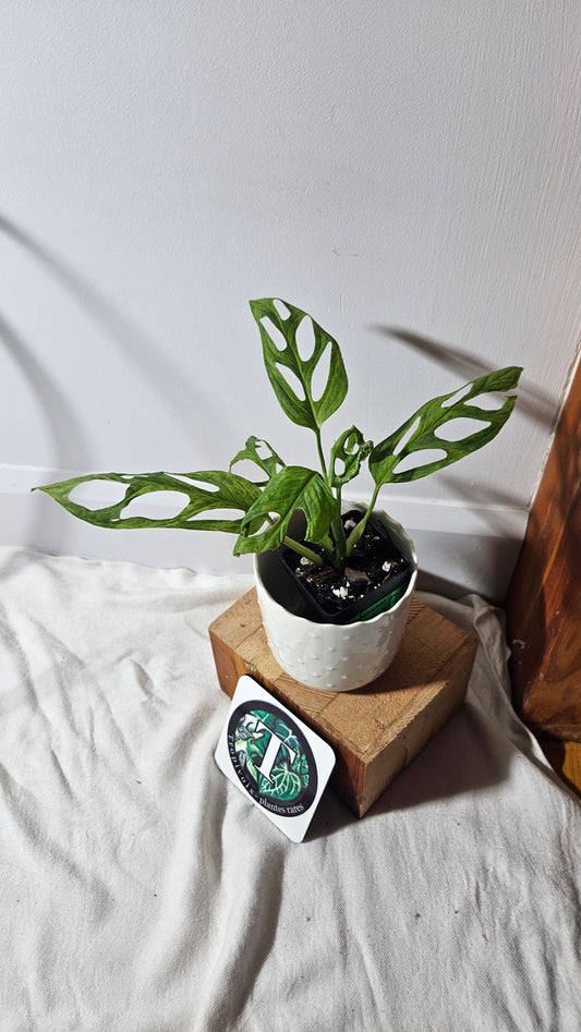 Monstera Andasonii Mint/Indo (MON-350)