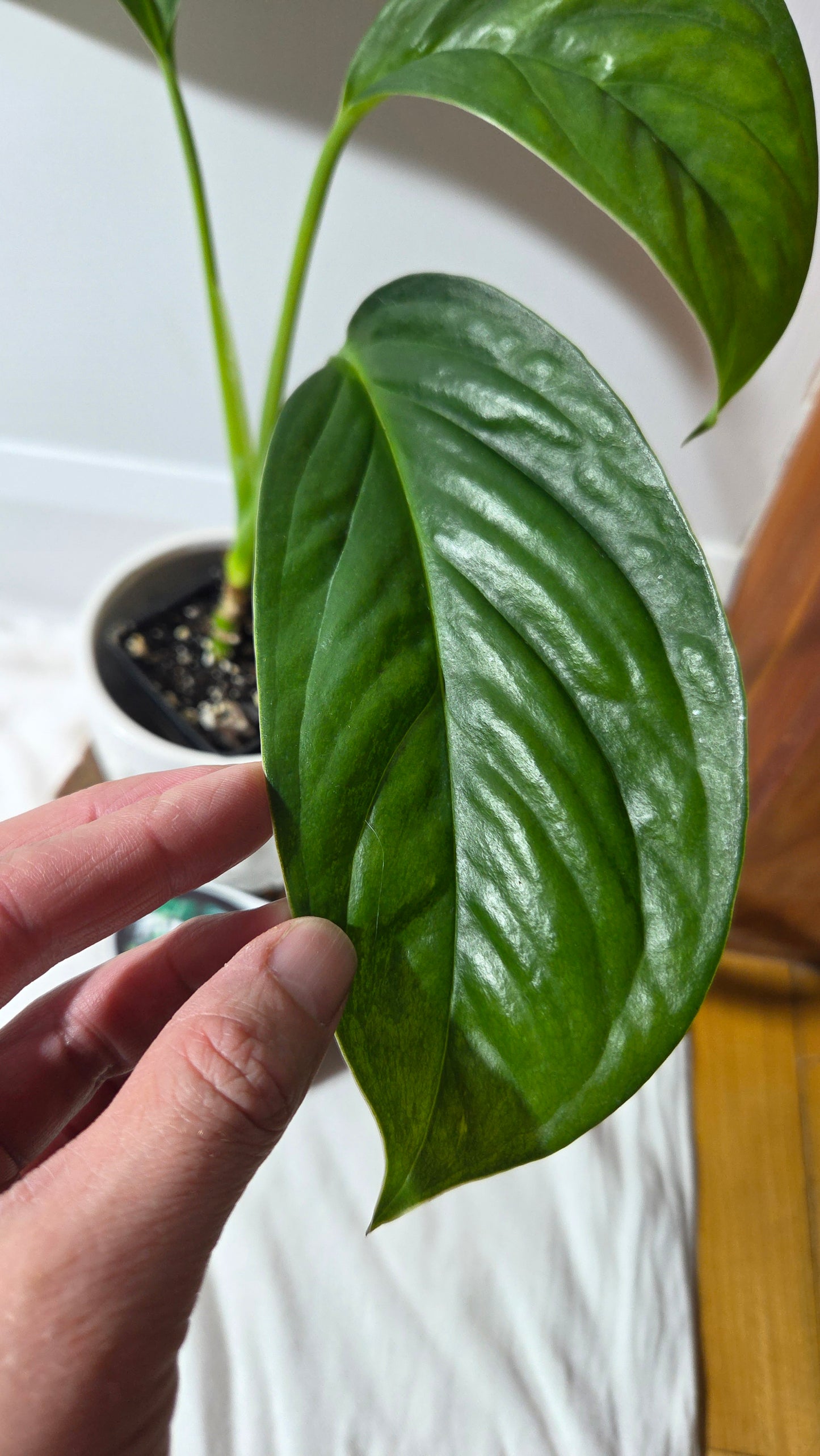 Monstera Obliqua Aff Calacali (MON-161)