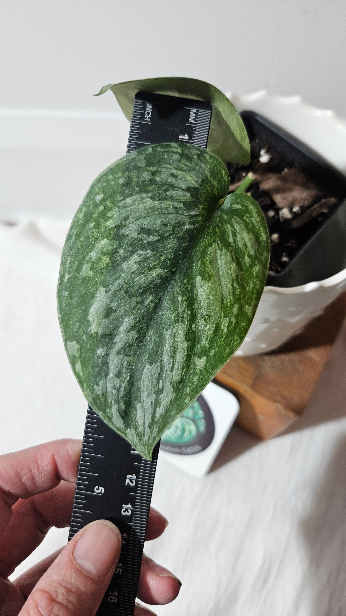 Scindapsus Exotica Pictus mint (SCI-971)