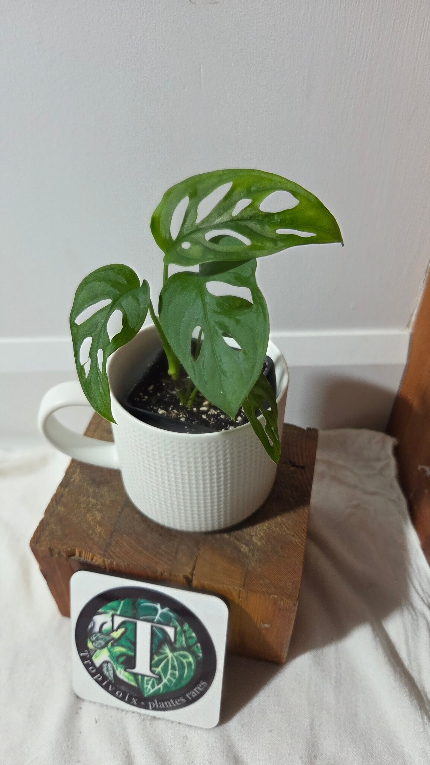 Monstera Acuminata (MON-520)