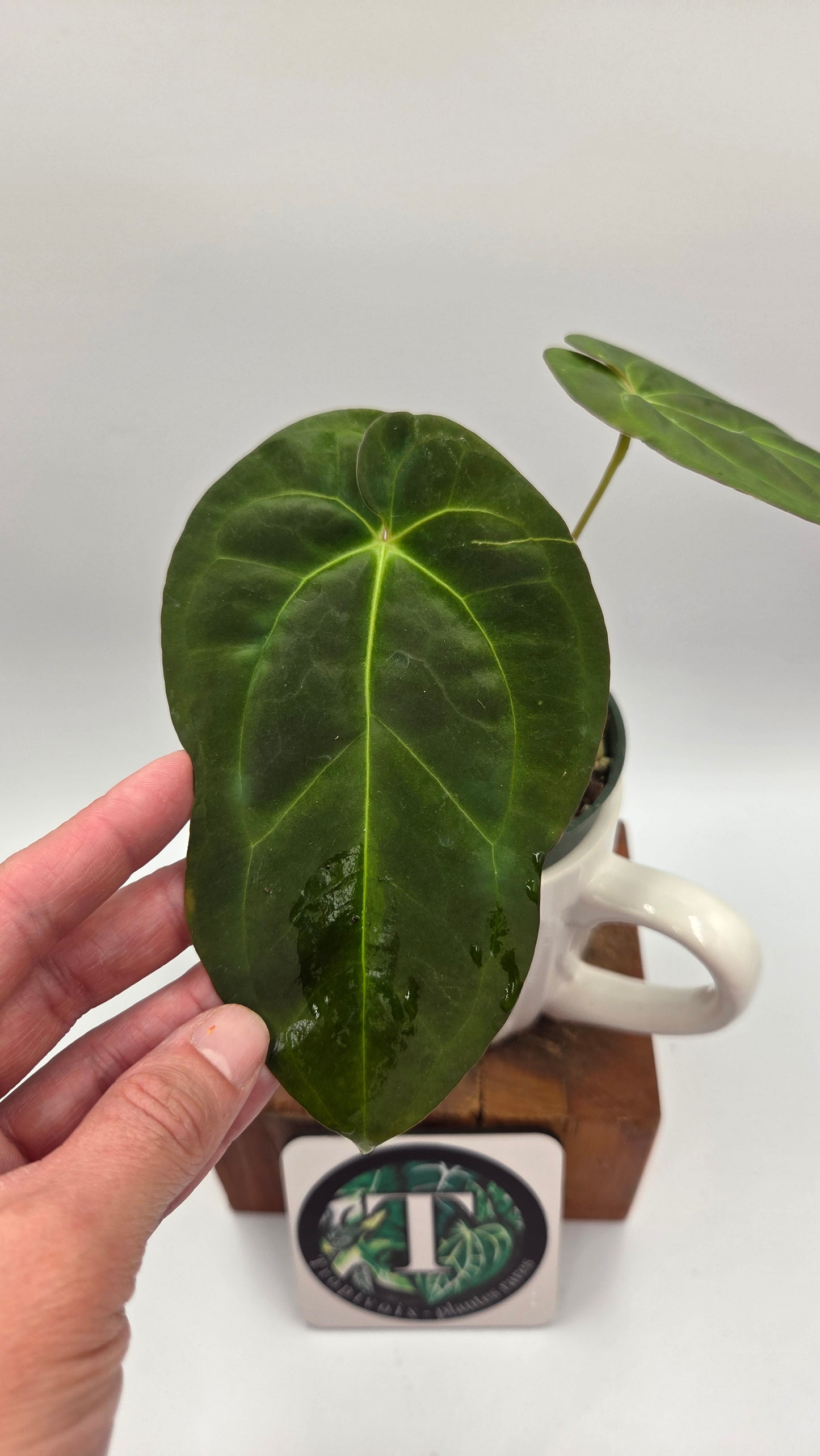 Anthurium Papillilaminum Legend "format MOYEN" (ANT-115)