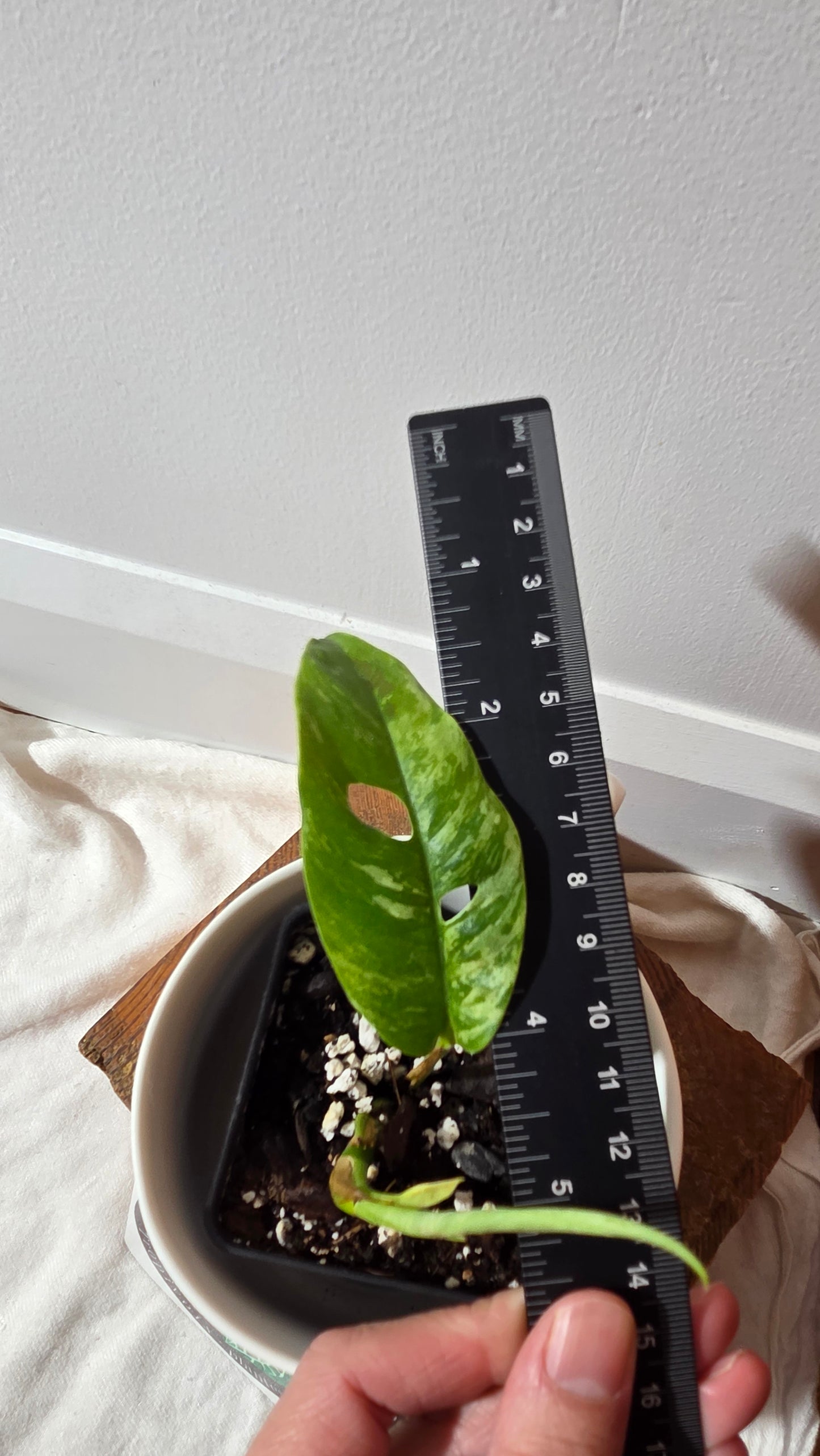 Rhaphidophora Masuwa Variegata (AUT-090)