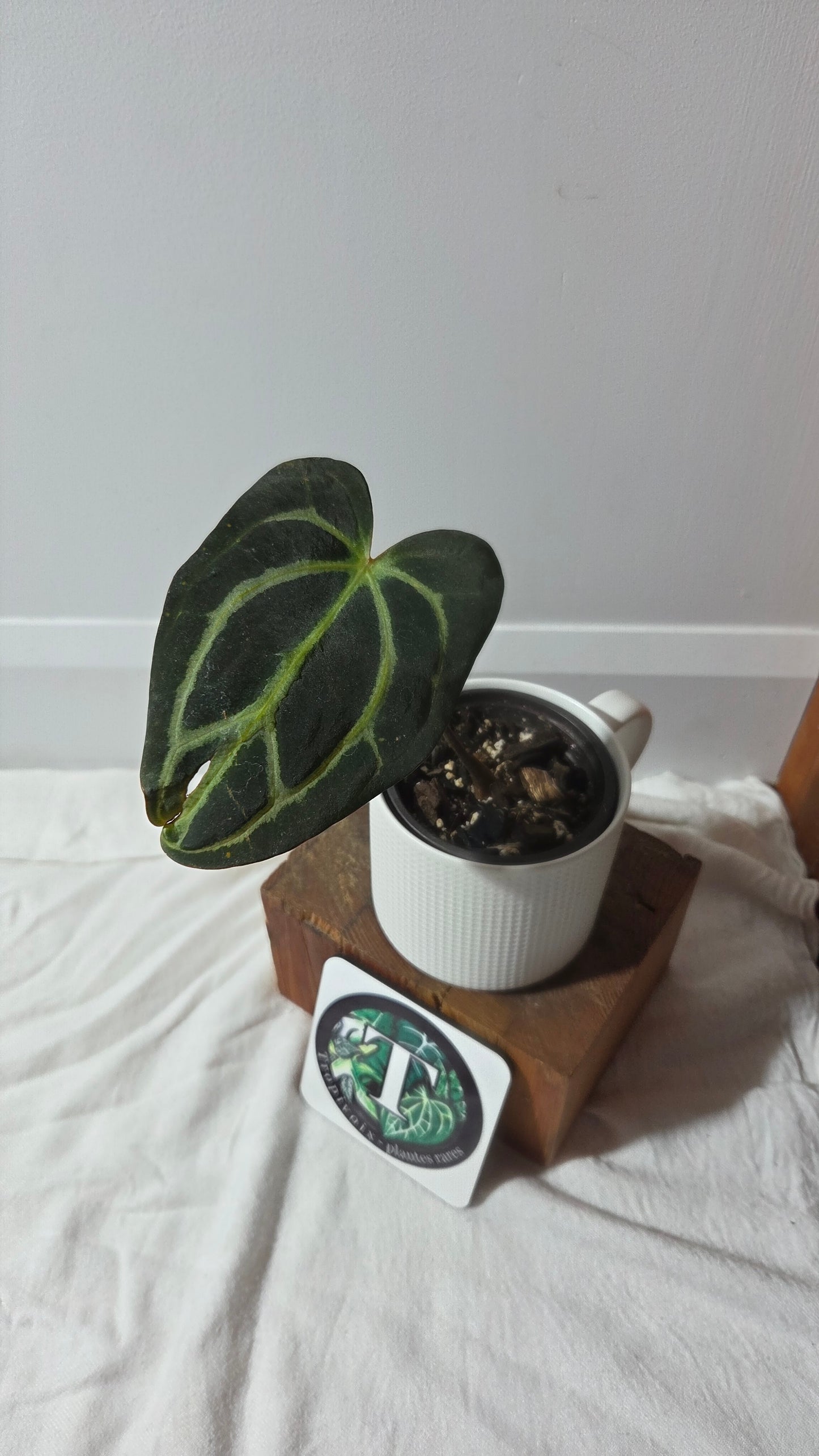 Anthurium  Carlablackiae (d'équateur) "format MOYEN" (ANT-392)