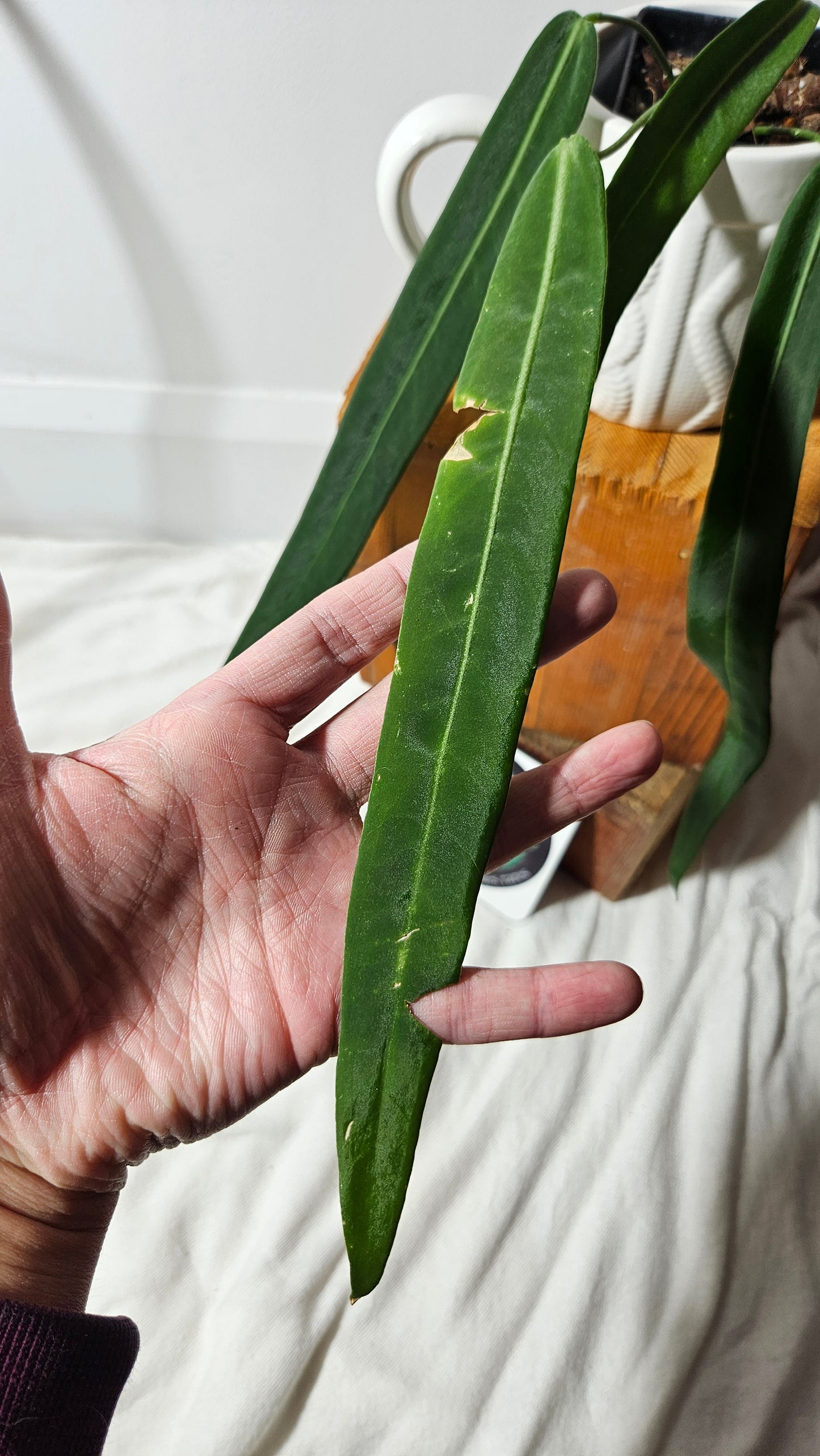 Anthurium Pallidiflorum "format MOYEN/LARGE"(ANT-197)