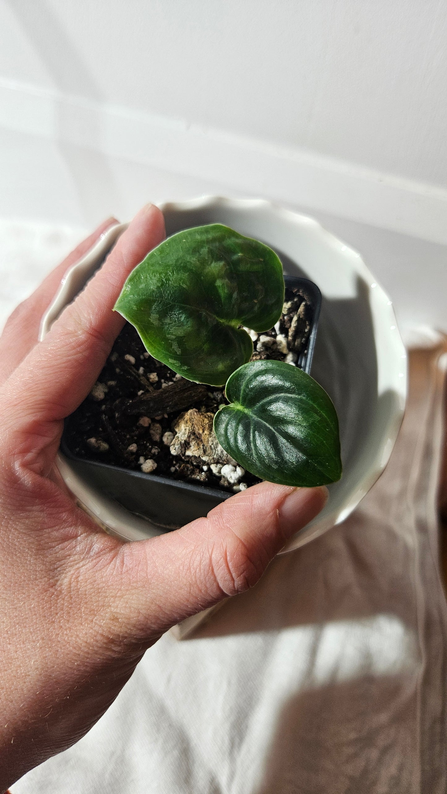 Scindapsus Dark Cloud (SCI-969)