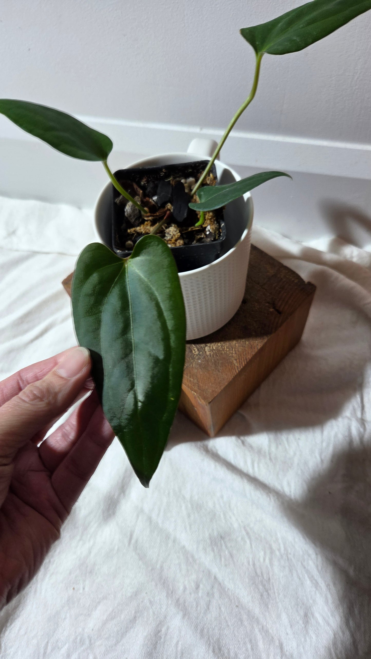 Anthurium Luxurians X Napo "format MOYEN" (ANT-656)