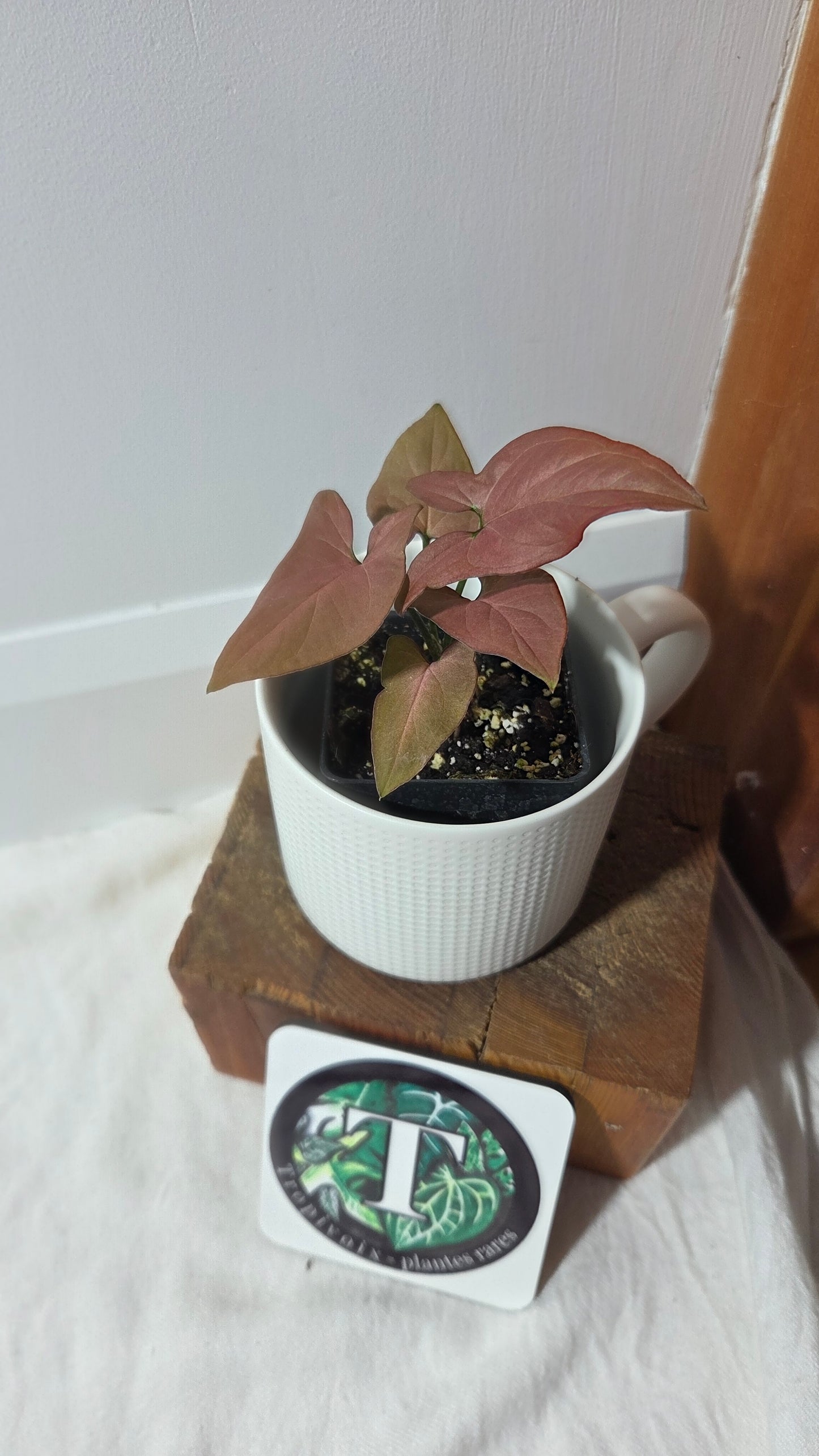 Syngonium Pink Perfection (SYN-488)