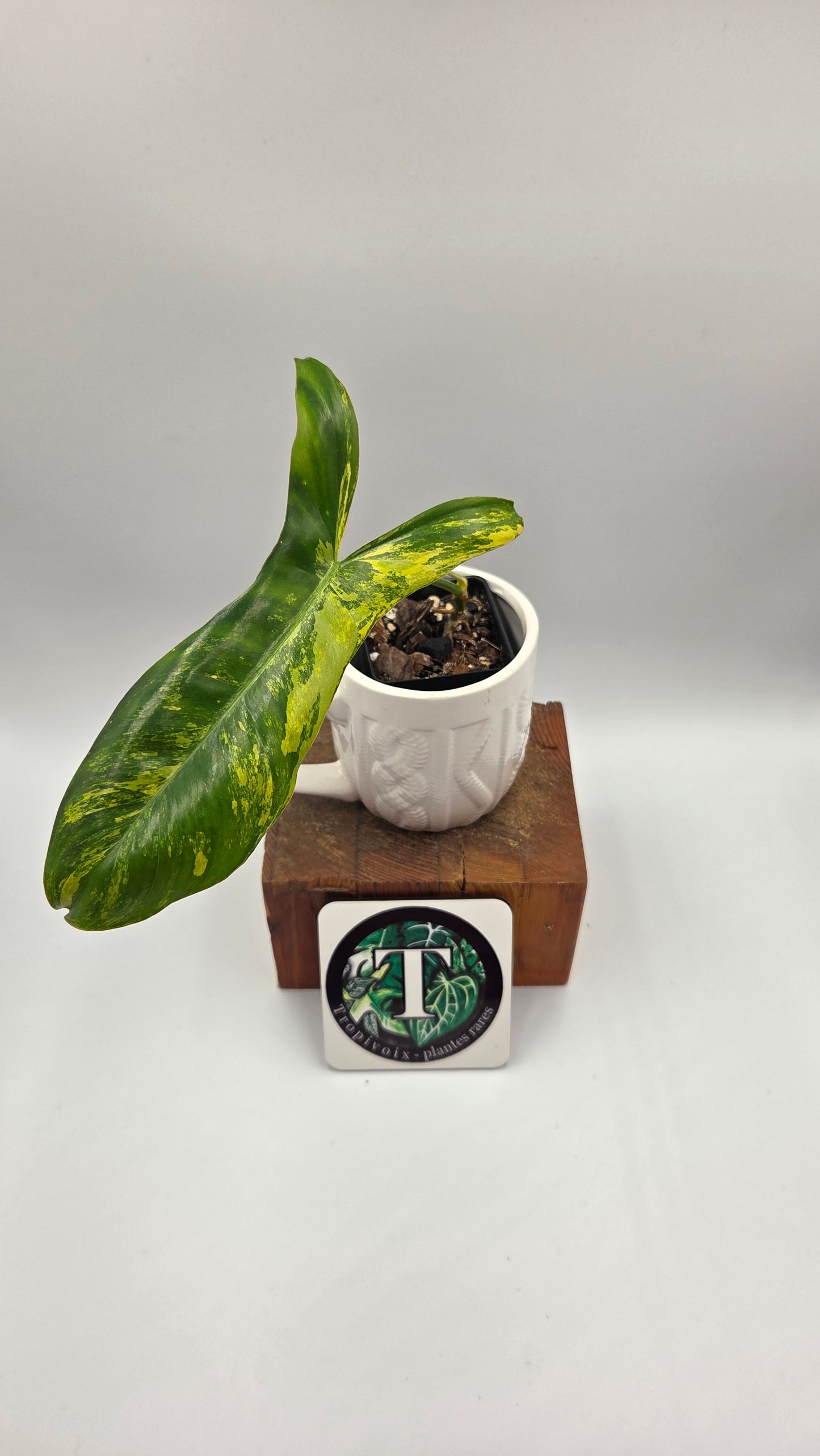 Philodendron Paradise Beauty (FloridaBeautyXParaiso Verde)(PHI-1023)