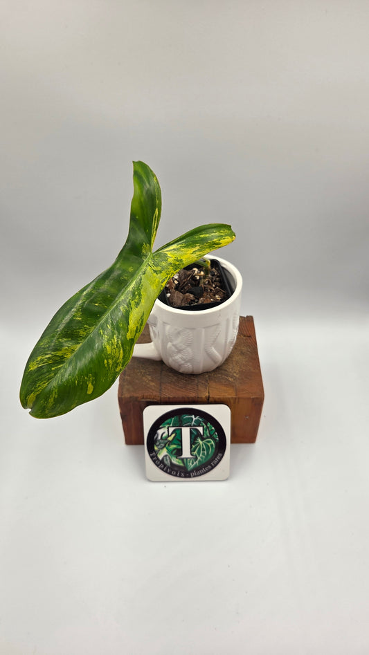 Philodendron Paradise Beauty (FloridaBeautyXParaiso Verde)(PHI-1023)