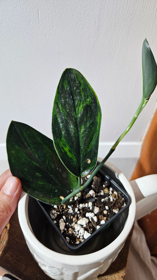 Scindapsus Treubii Dark Form Néon/Mutation (SCI-1274)