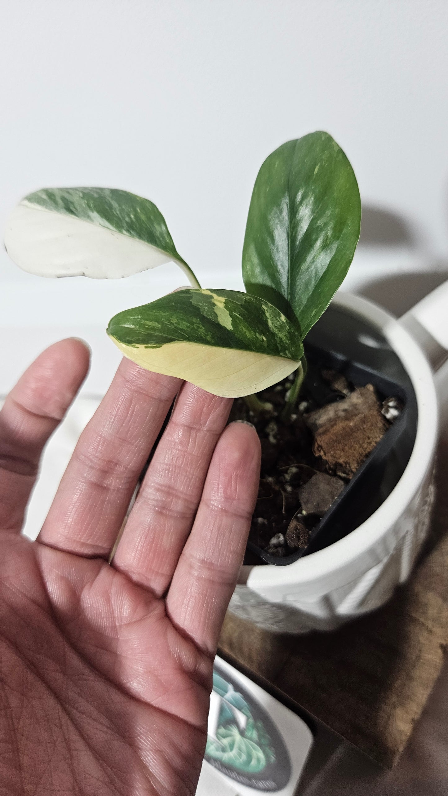 Monstera Lechleriana Albo (MON-250)