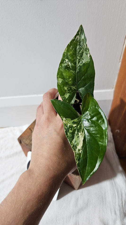 Syngonium Albo (SYN-475)