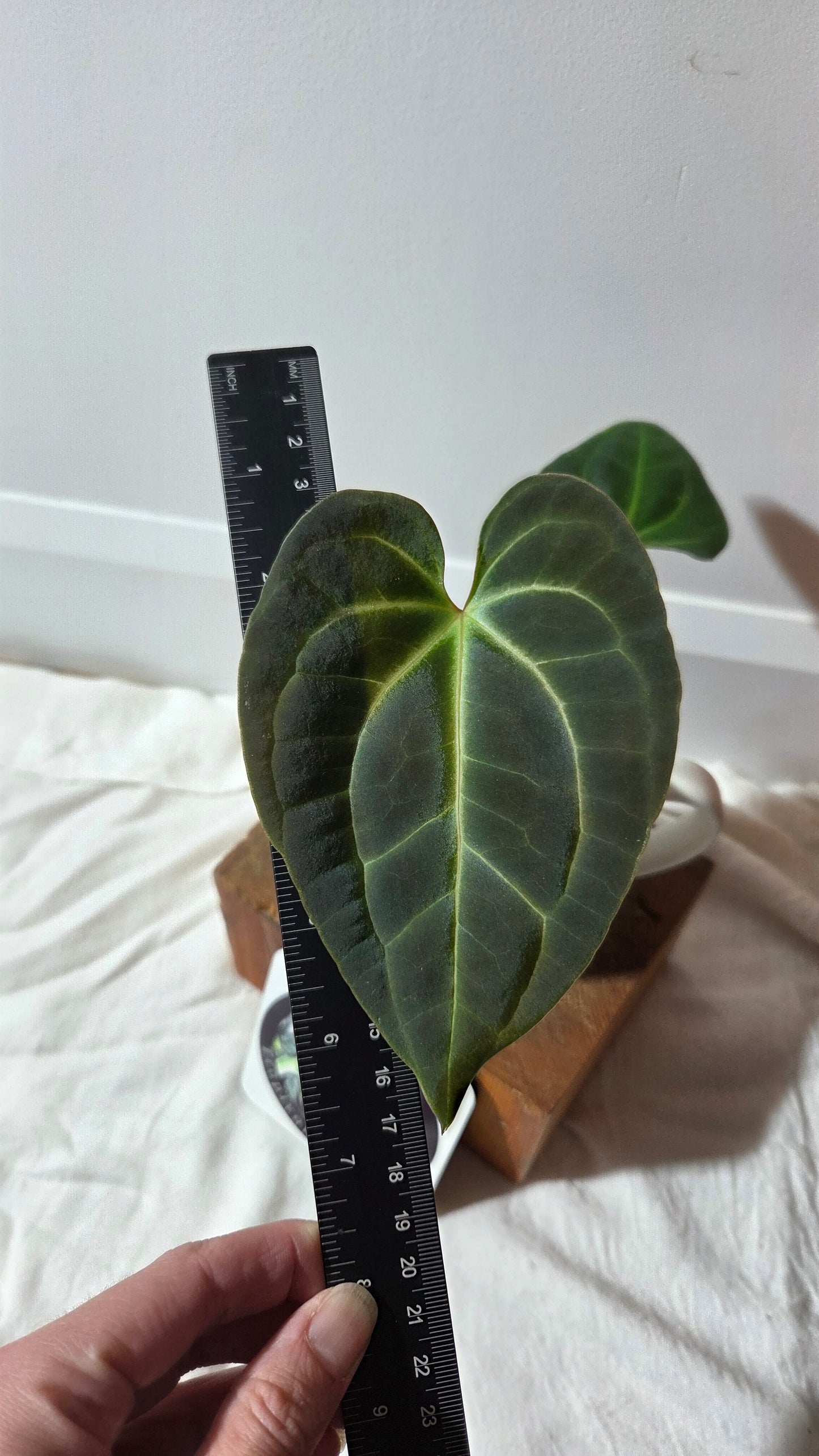 Anthurium Besseae Aff Velvet "Format MOYEN" (ANT-671)