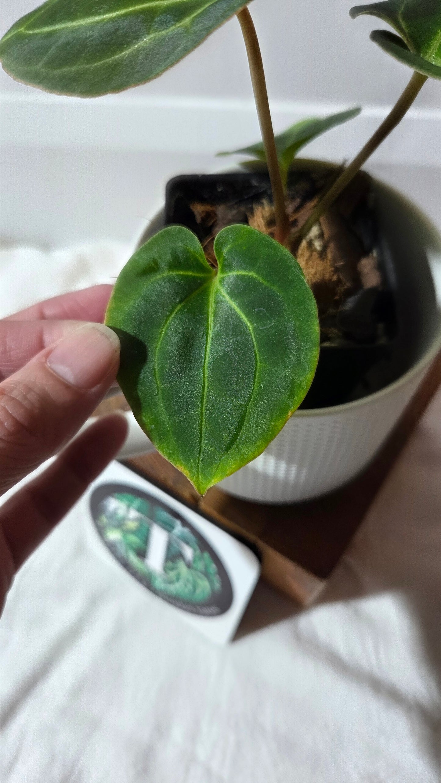 Anthurium Besseae Aff Dark "Format PETIT" (ANT-666)