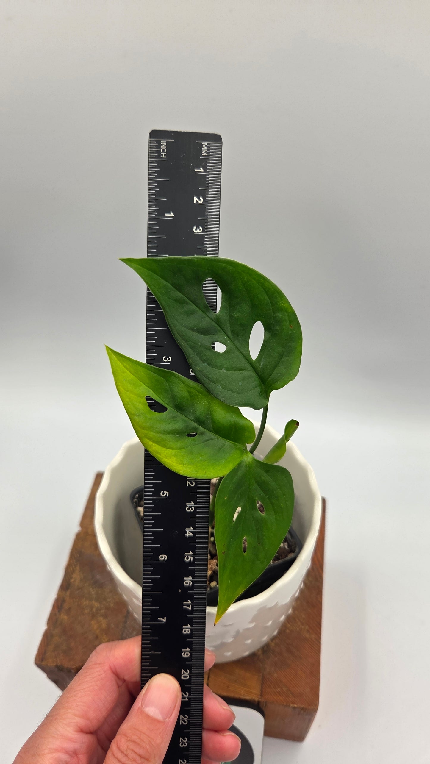 Monstera Obliqua Aff Tamarindo (MON-553)