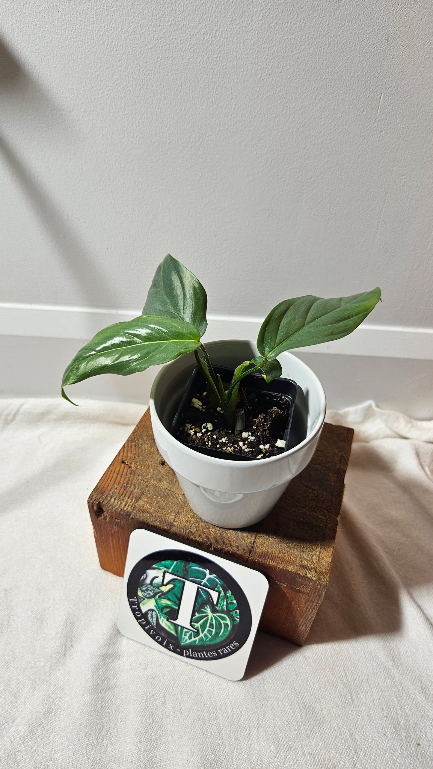 Philodendron Genevievianum Platinum(PHI-522)