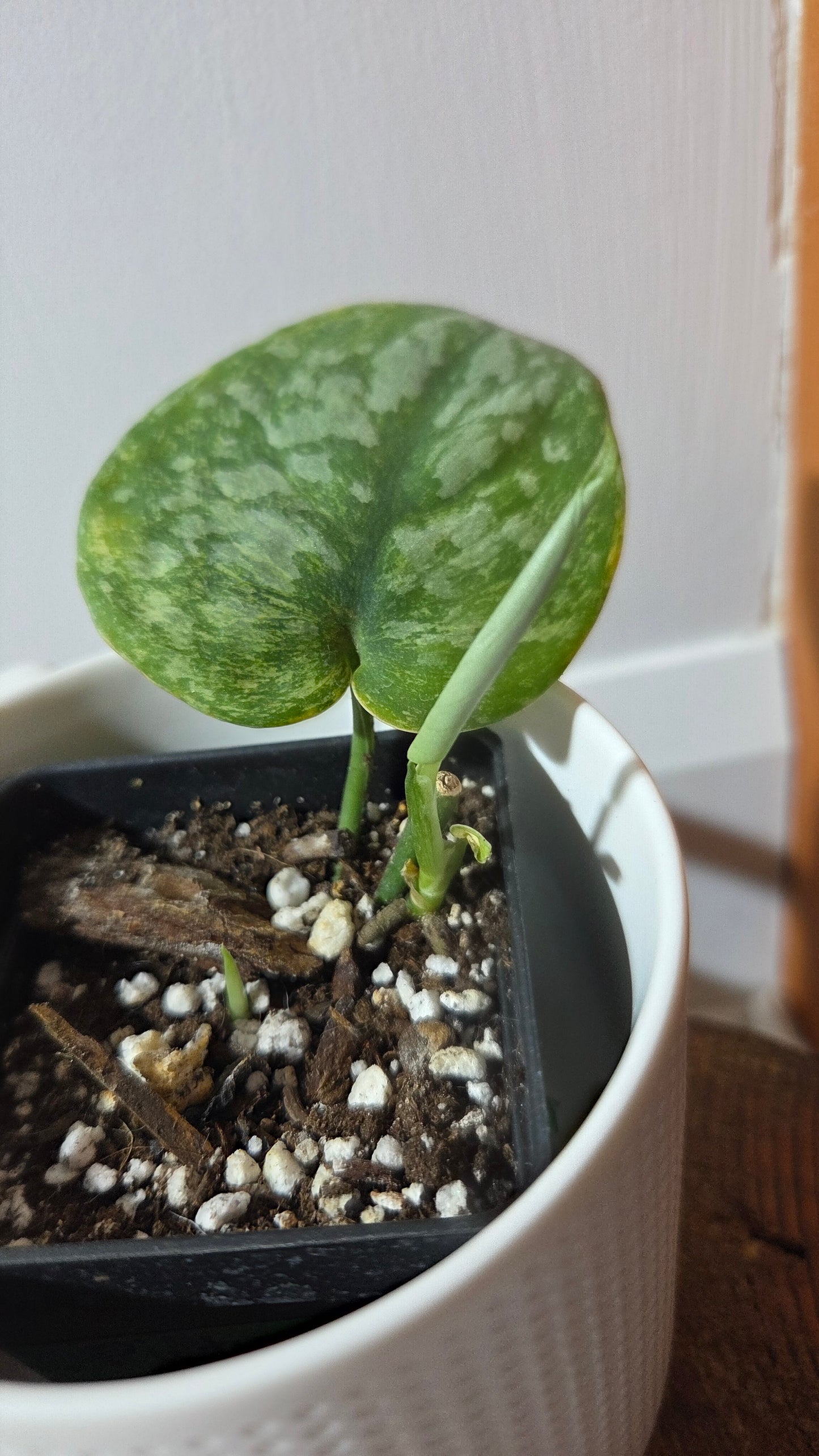 Scindapsus Exotica Pictus mint (SCI-1378)