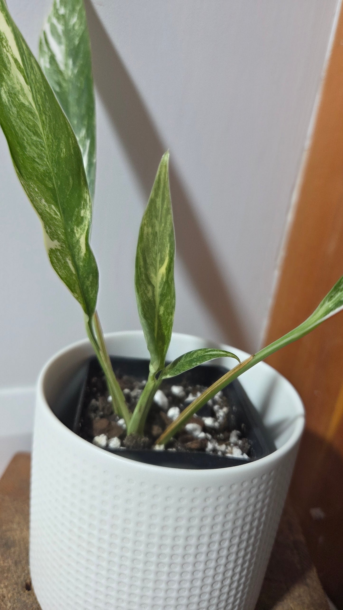 Rhaphidophora Megasperma Variegata (AUT-086)