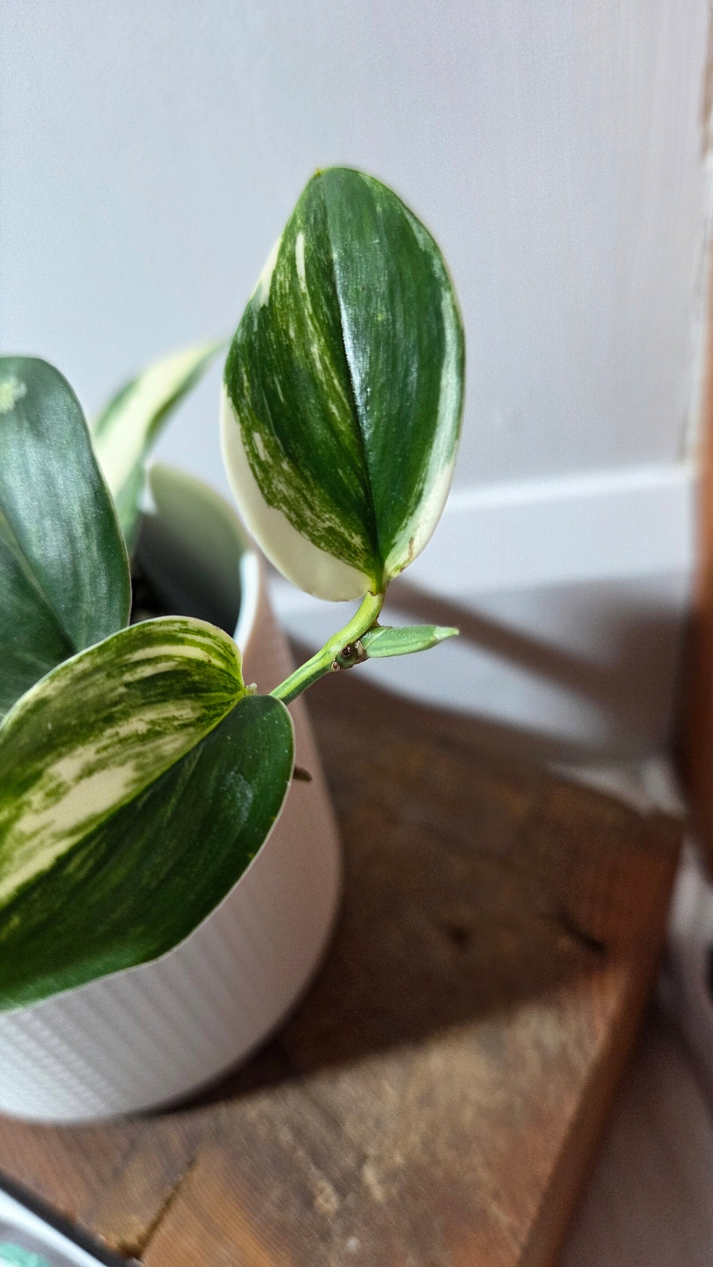 Scindapsus Rubicon (SCI-1351)