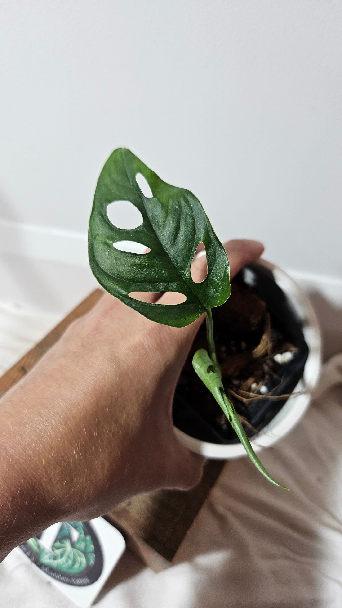 Monstera Obliqua Aff Canelos (MON-240)