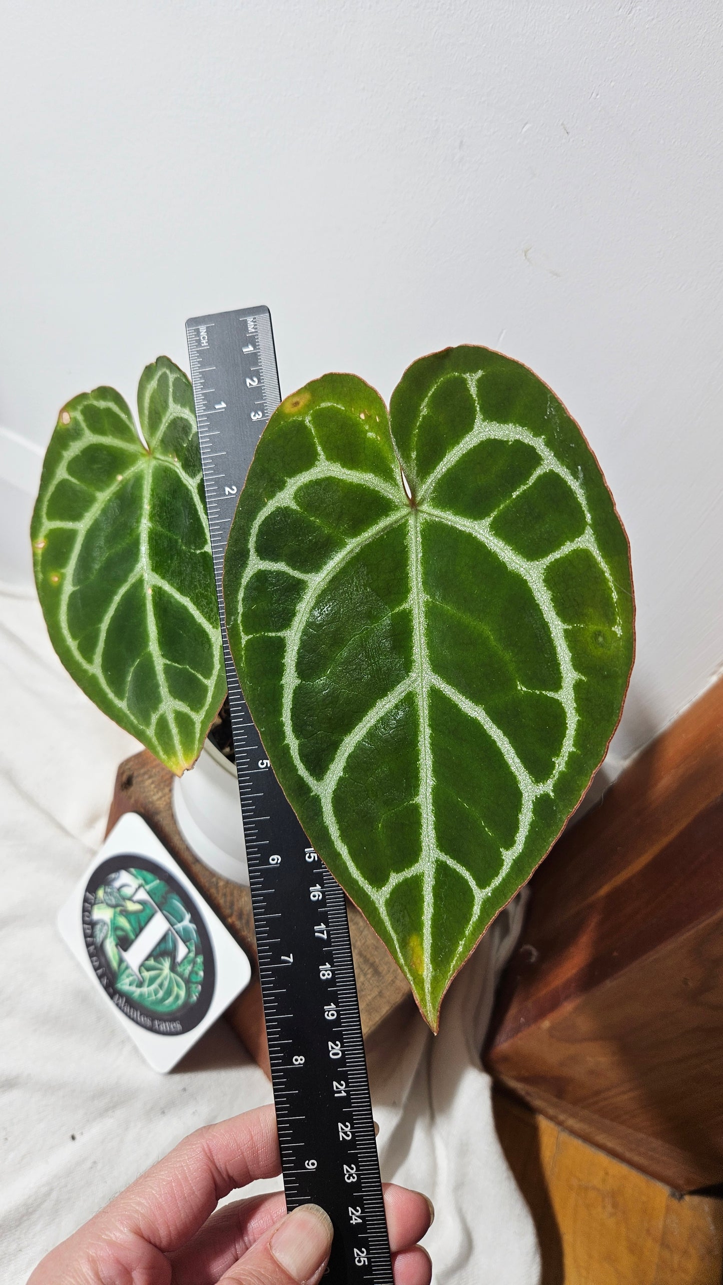 Anthurium  Crystallinum"format MOYEN" (ANT-237)