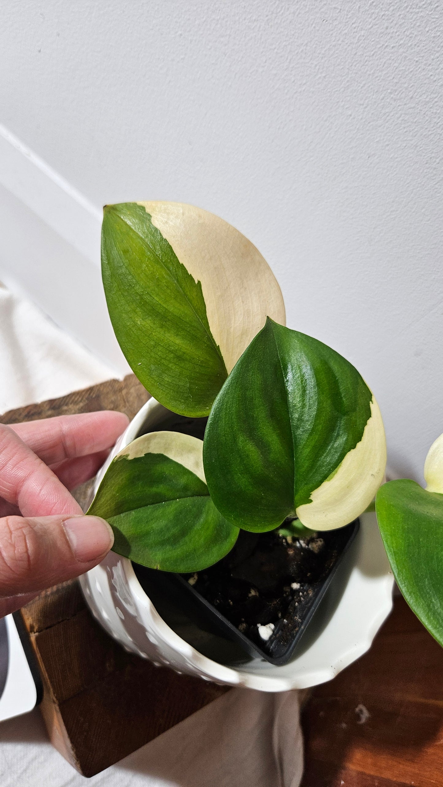 Scindapsus Moonlight Albo (SCI-976)