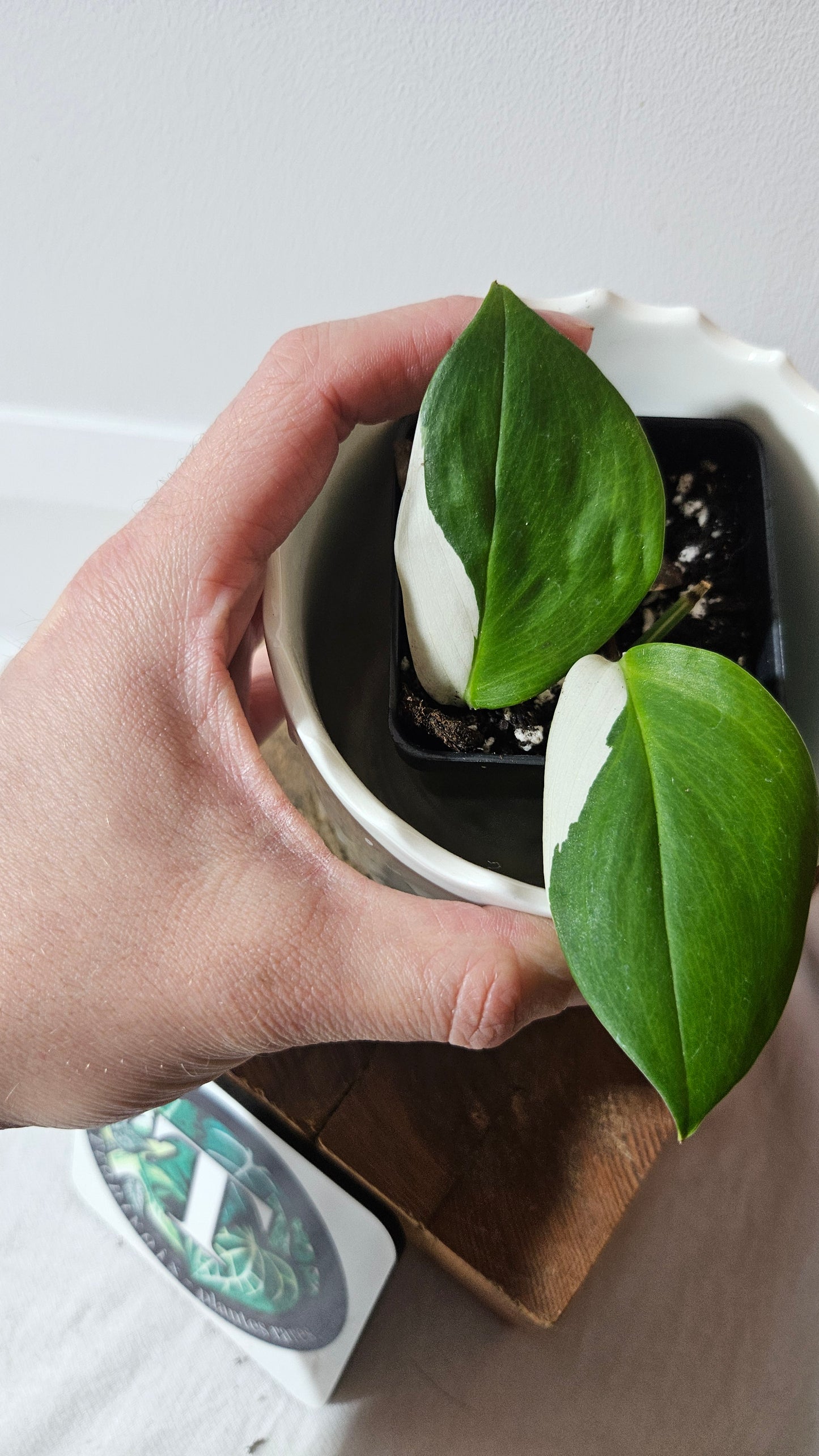 Scindapsus Moonlight Albo (SCI-977)