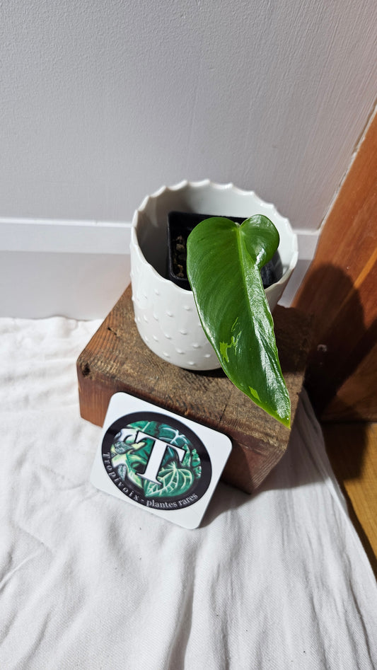 Philodendron Lime fiddle/ Minarum (PHI-878)