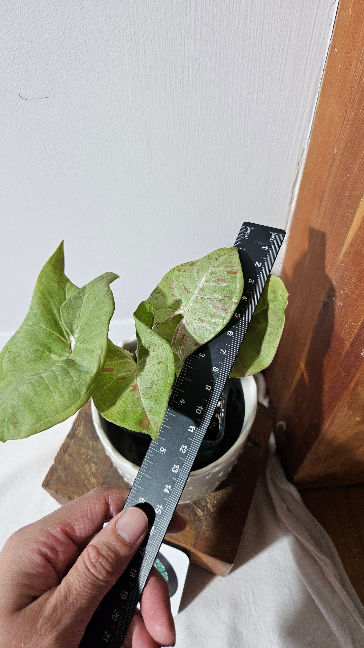 Syngonium Milk Confetti (SYN-359)