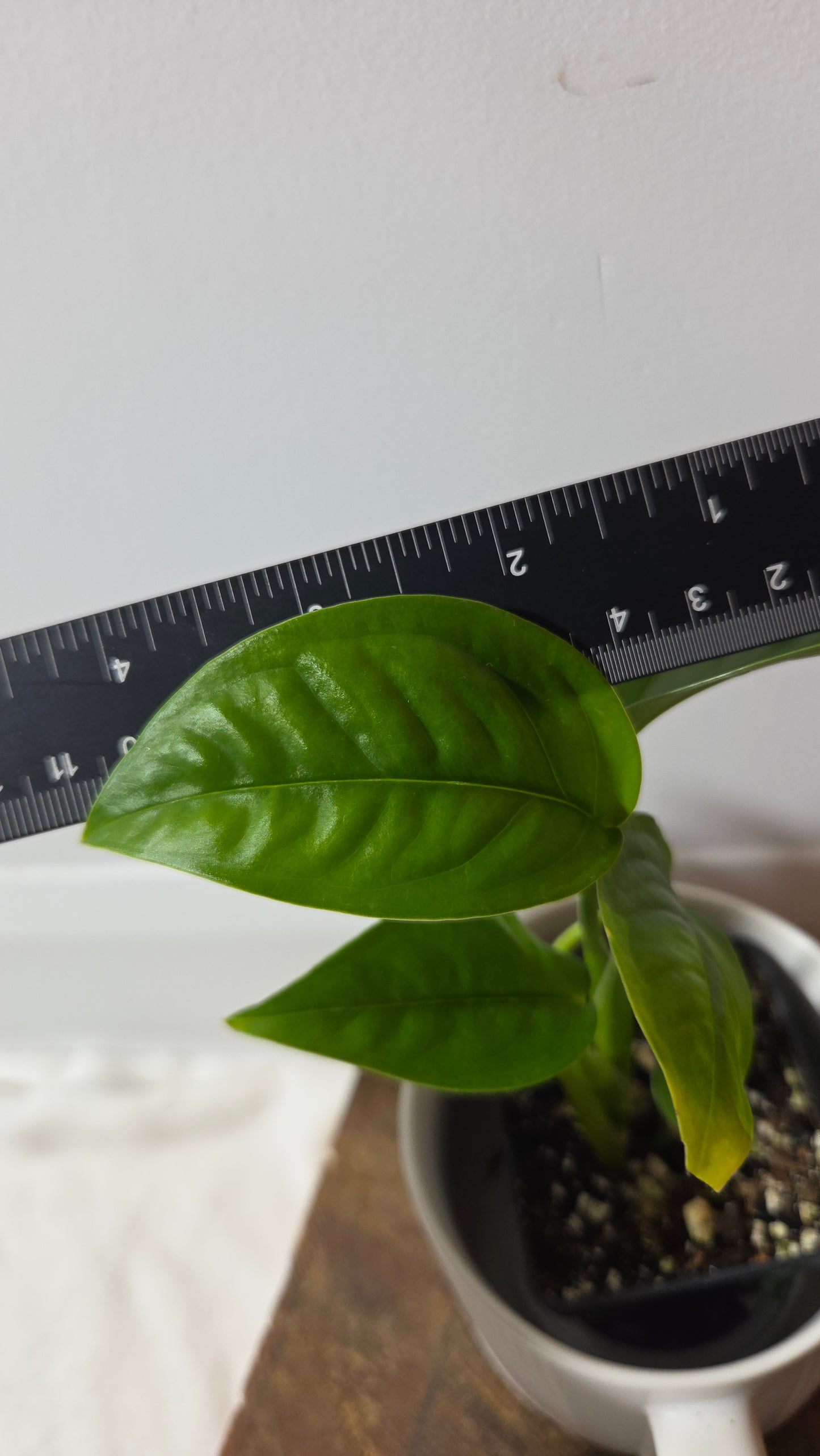Monstera Obliqua Aff Limon (MON-524)