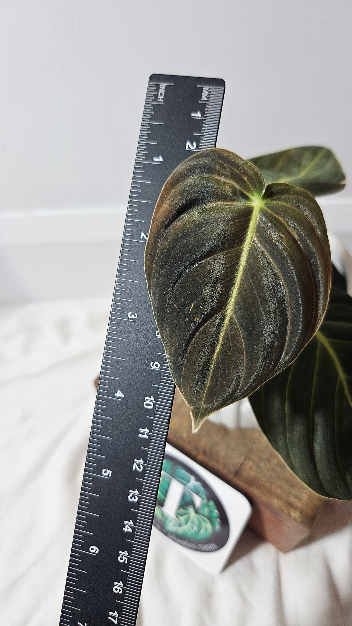 Philodendron Melanochrysum (PHI-615)