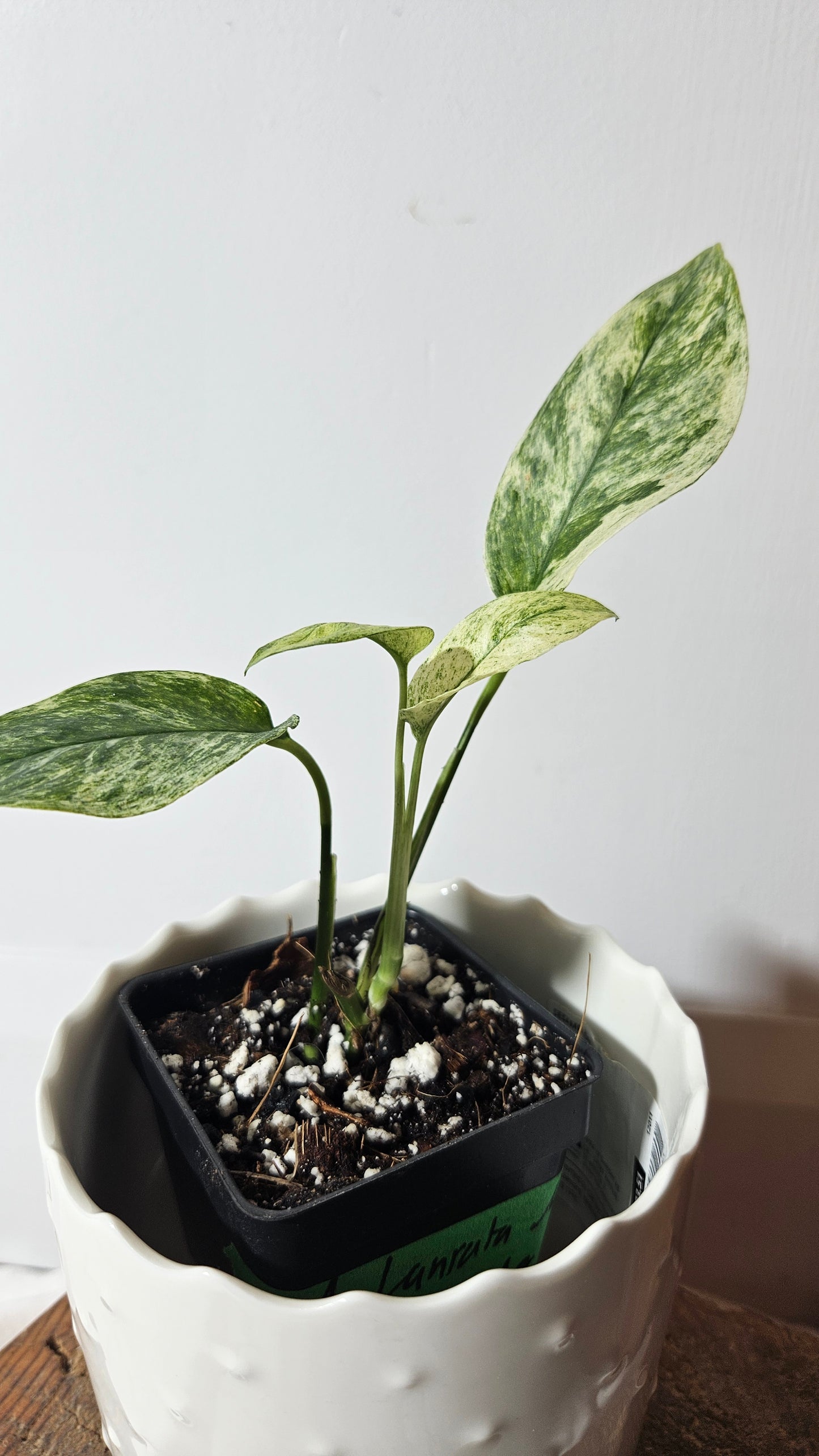 Monstera Laniata Mint (MON-341)