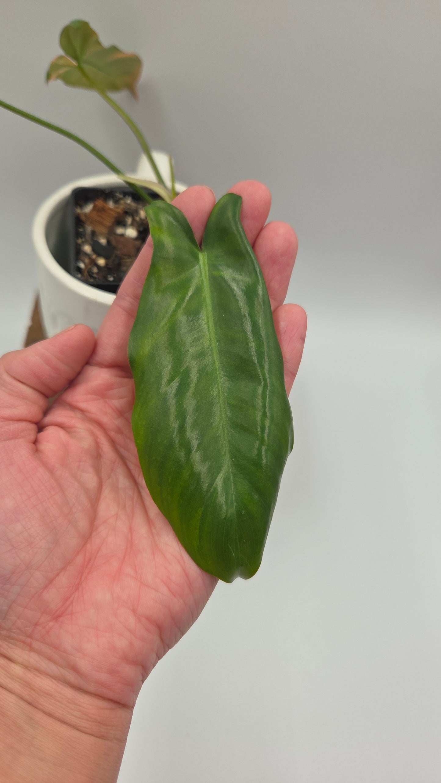 Philodendron Paradise Beauty (FloridaBeautyXParaiso Verde)(PHI-1022)