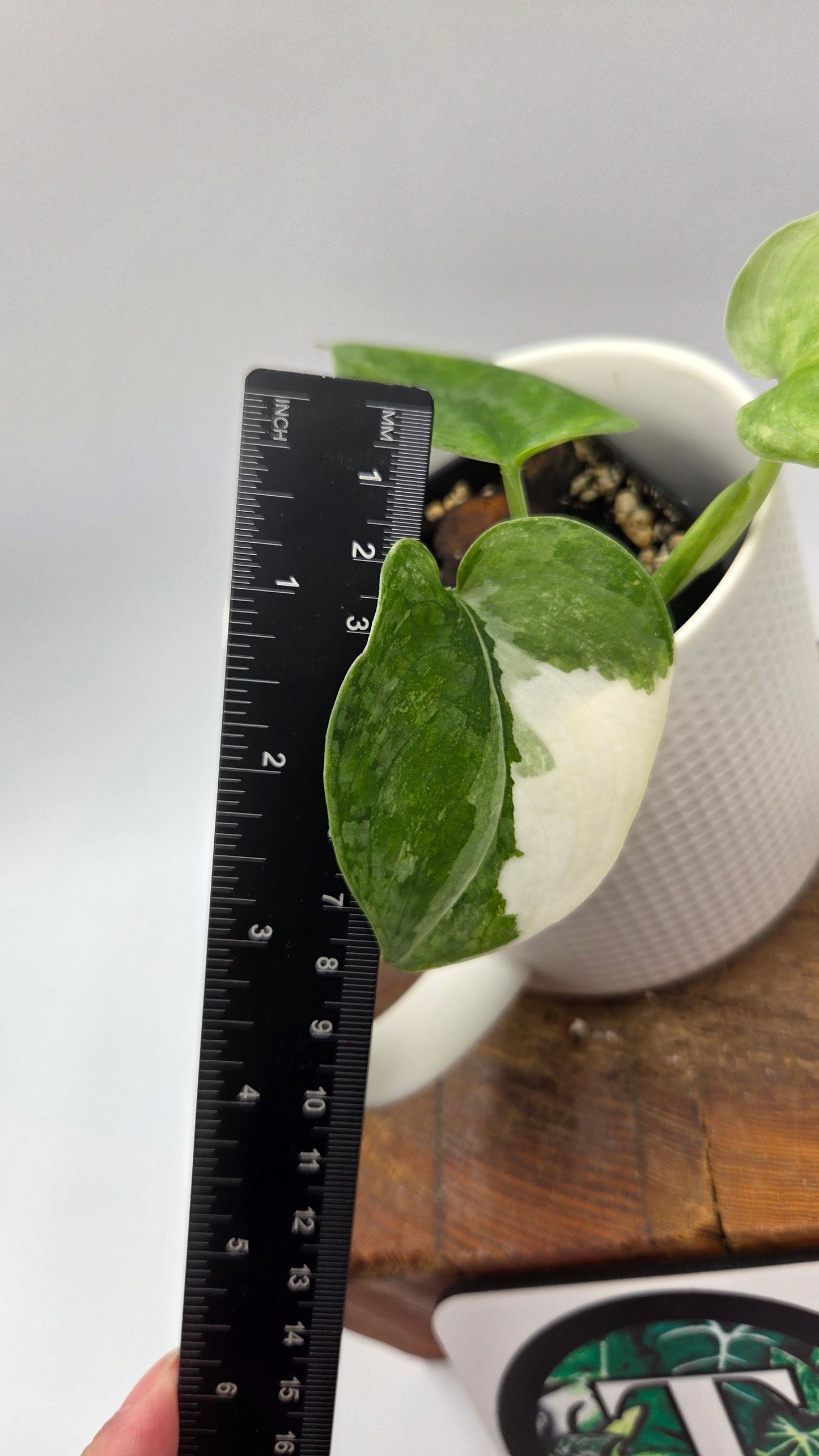 Scindapsus Silver Tattoo Variegata (SCI-817)
