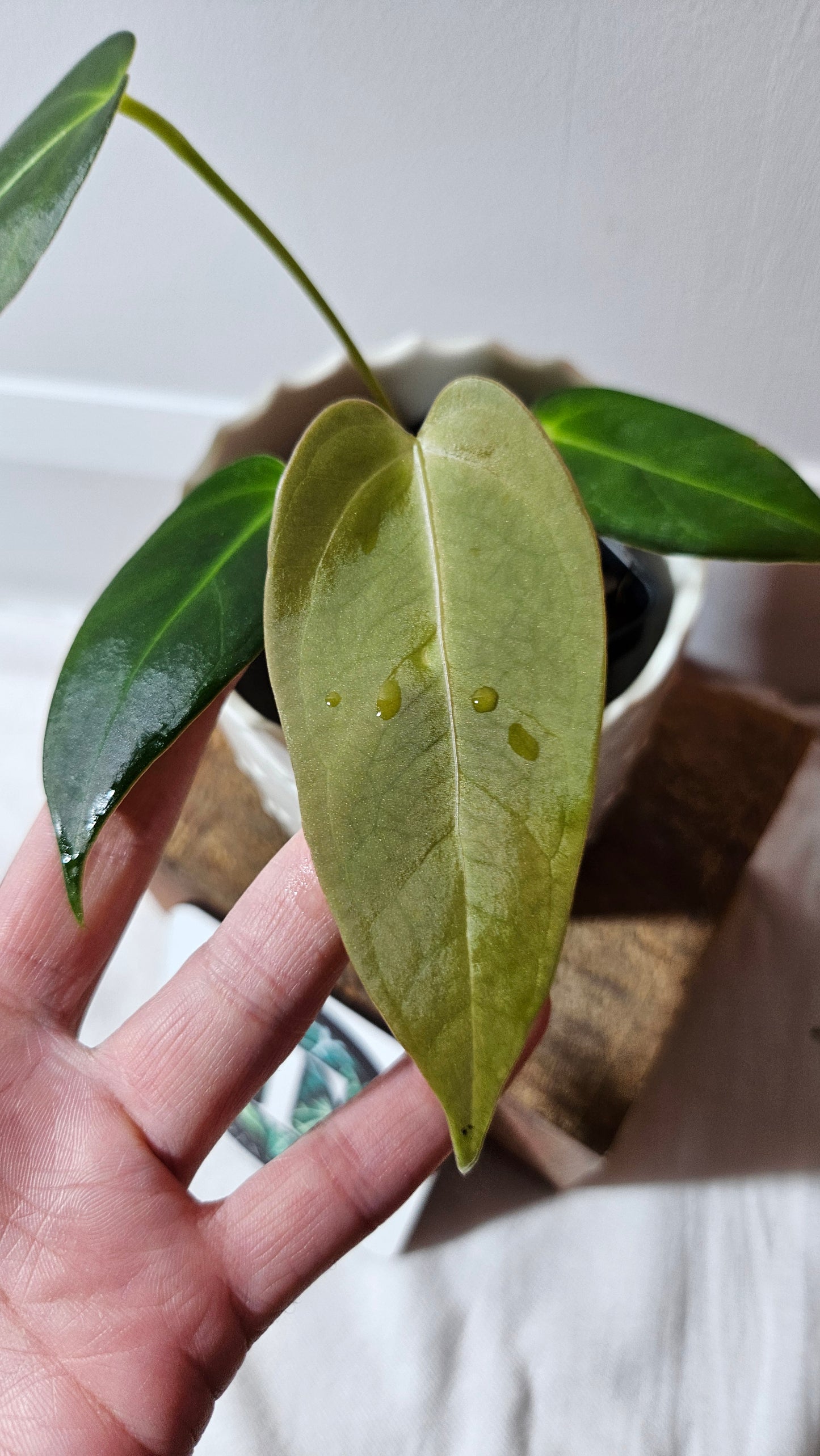 Anthurium Silver Blush X Subsignatum "format PETIT" (ANT-176)