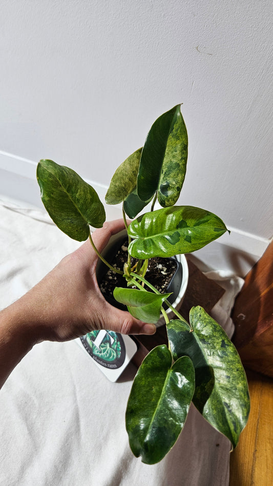 Philodendron BurleMarx Variegata  X Paraiso Verde (PHI-946)