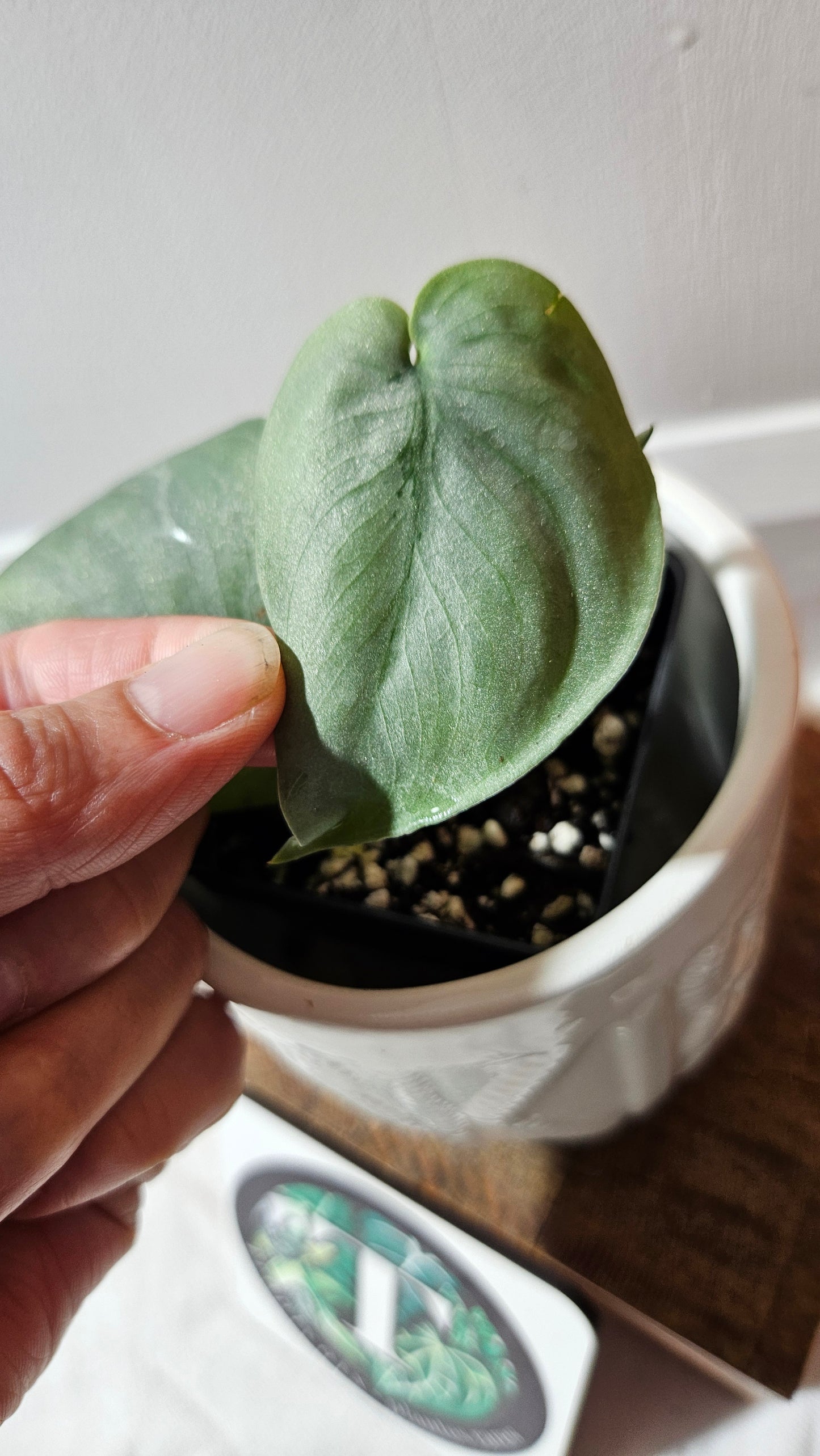 Scindapsus Platinum (SCI-1143)