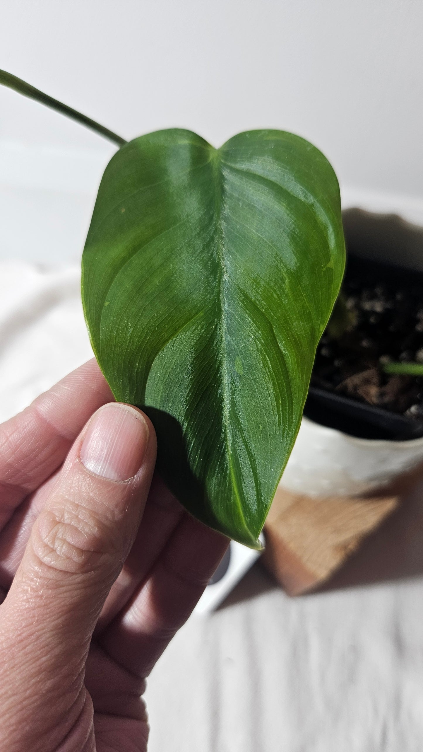 Philodendron Tenue (PHI-652)