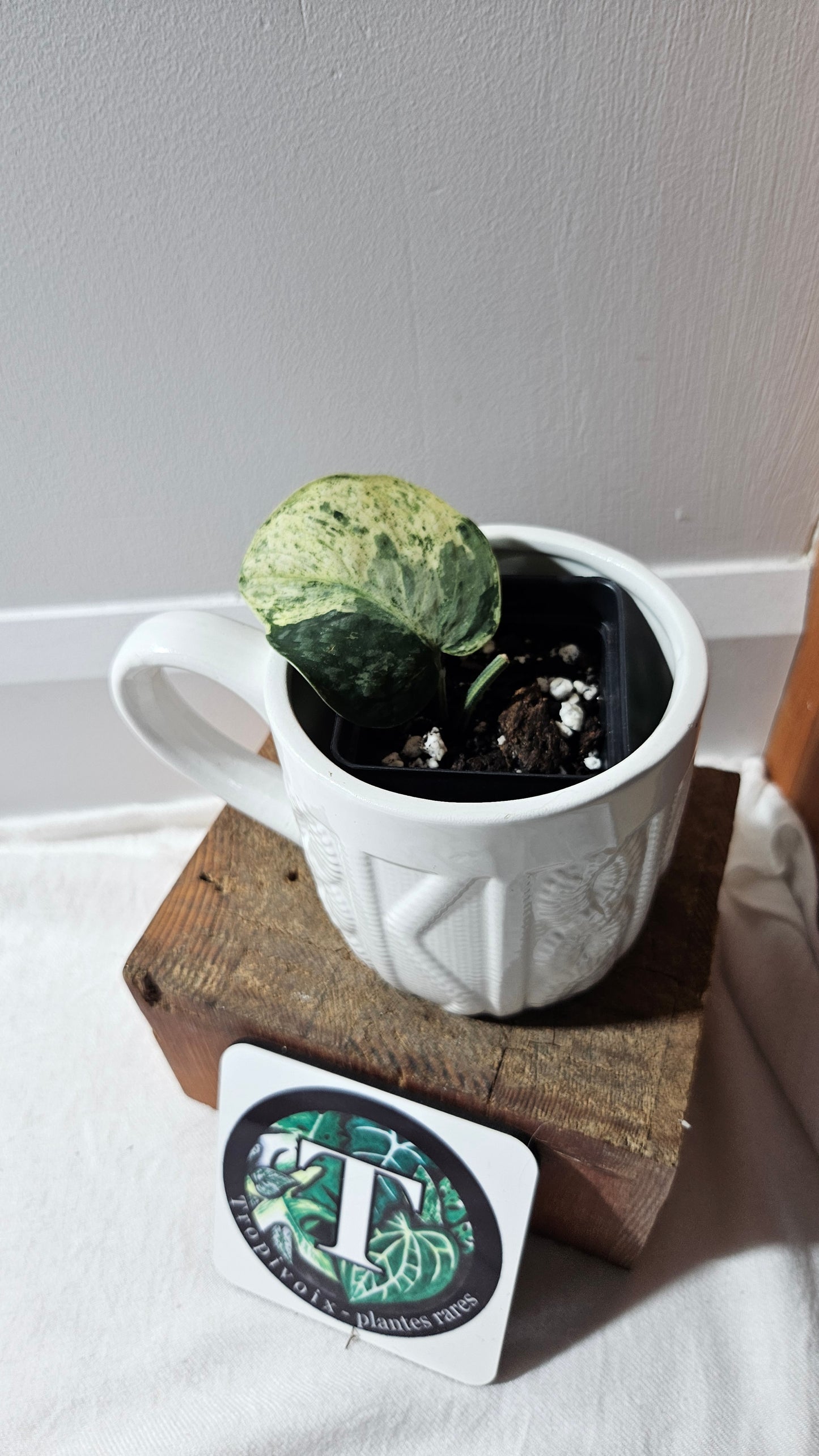 Scindapsus Silver Cloud mutation (SCI-1090)