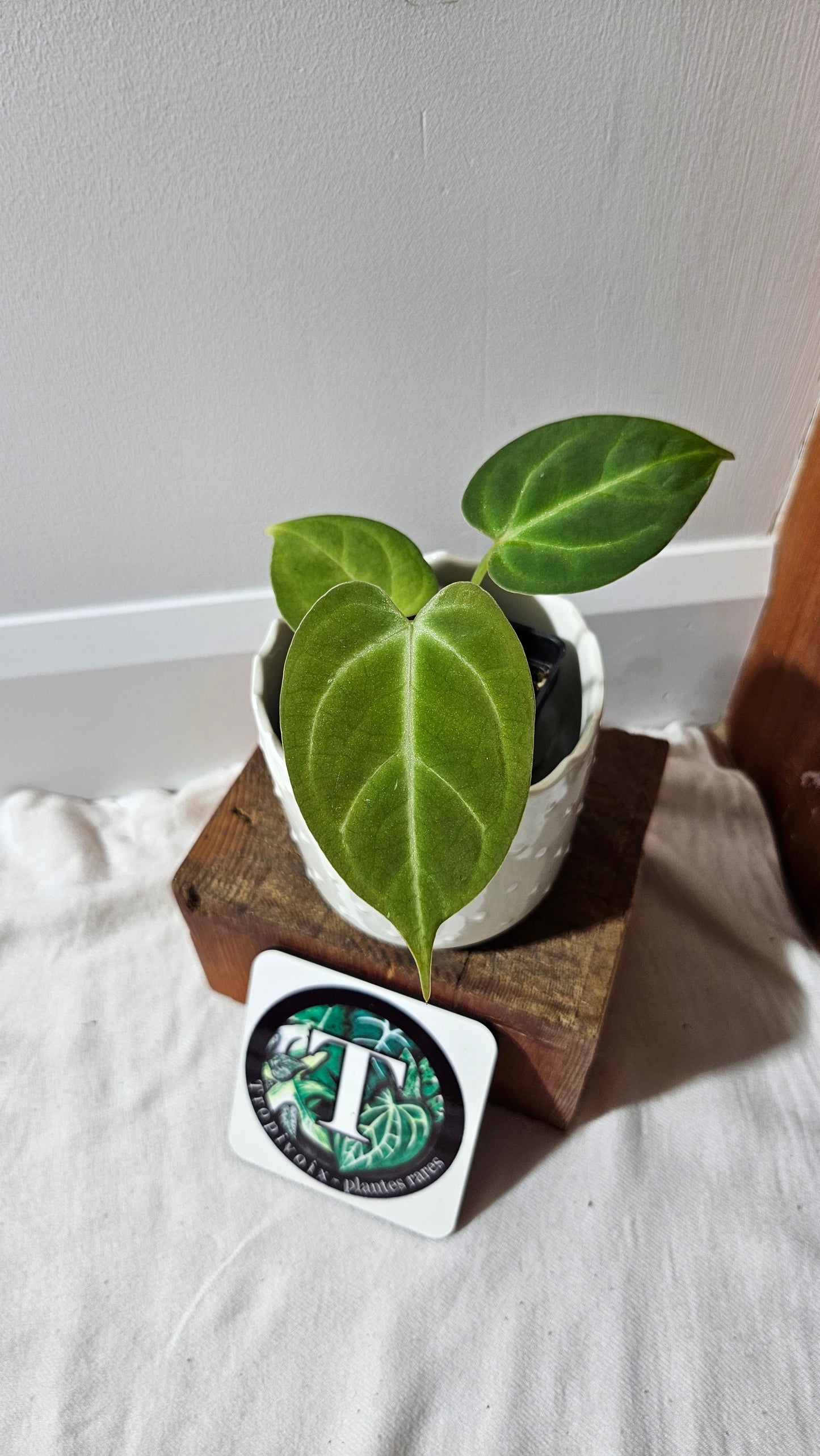 Anthurium Dorayaki Silver Hybrid "format PETIT"( ANT-531)