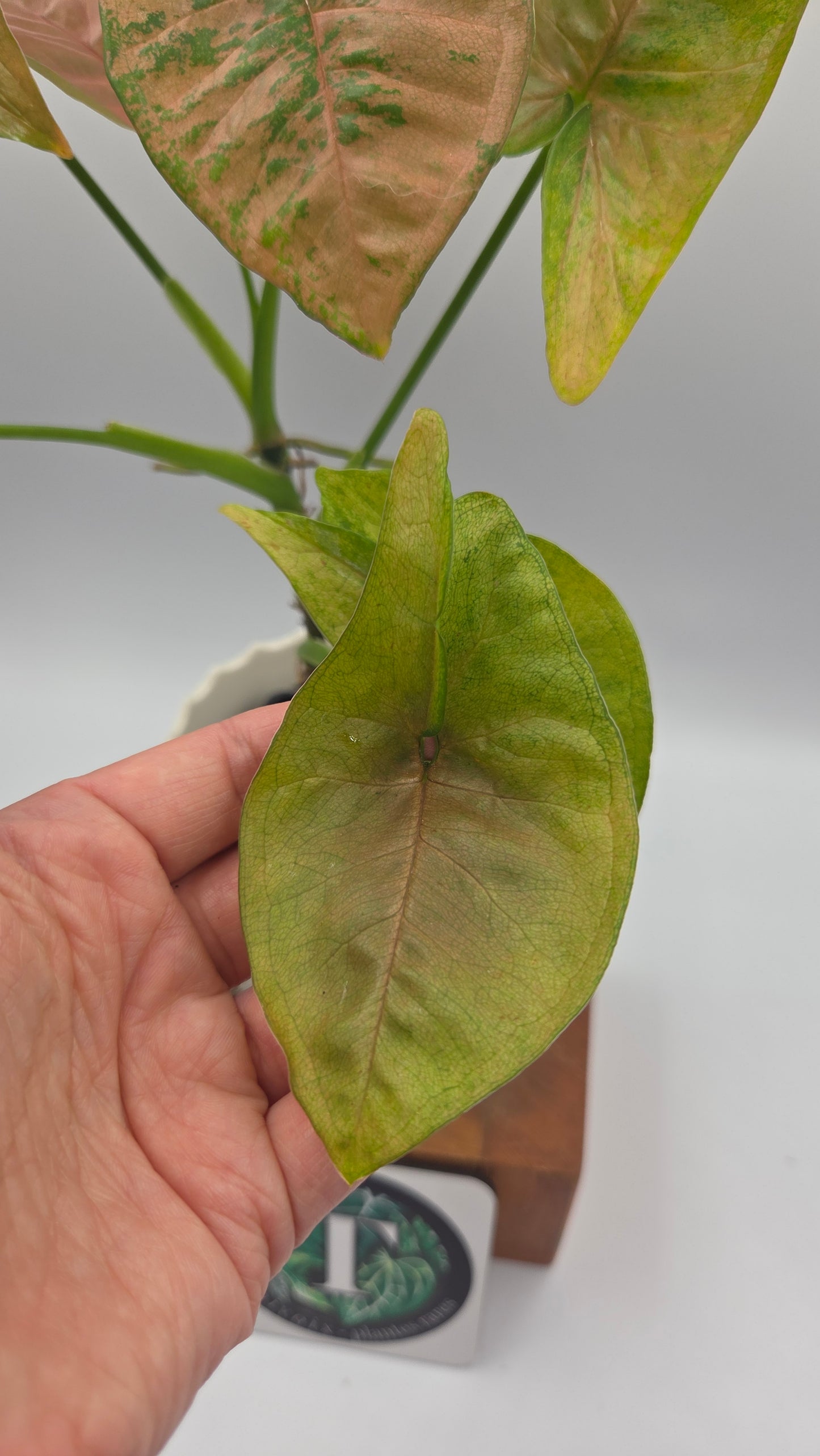 Syngonium Pink Flecked (SYN-508)