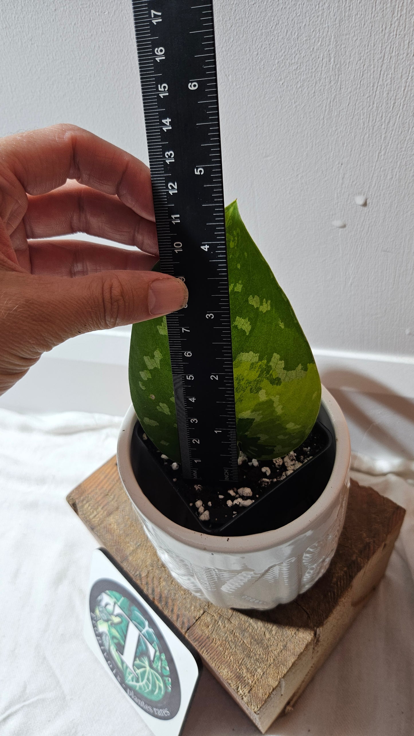 Scindapsus Sentarum (SCI-1145)