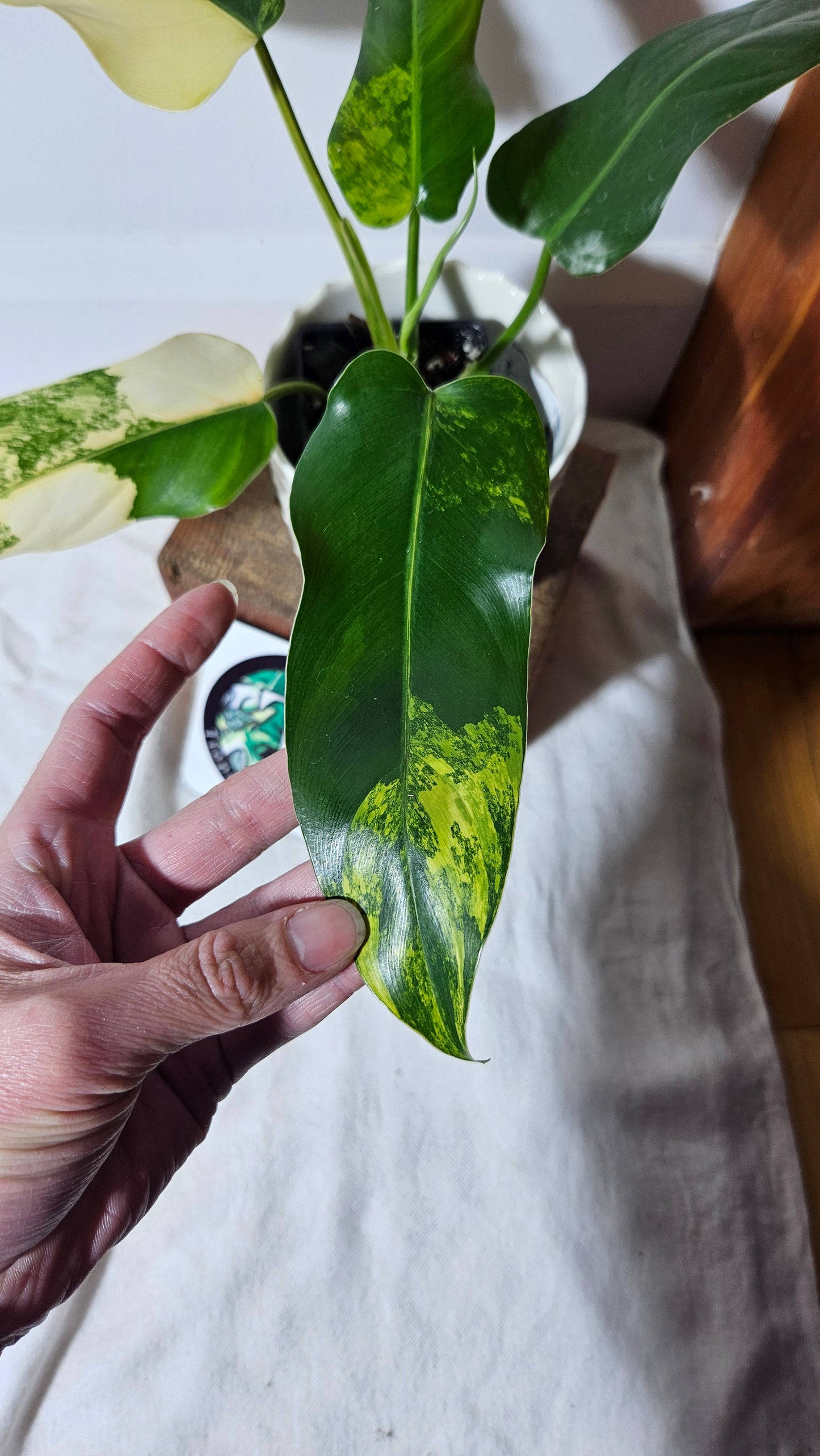 Philodendron Domesticum Variegata (PHI-665)