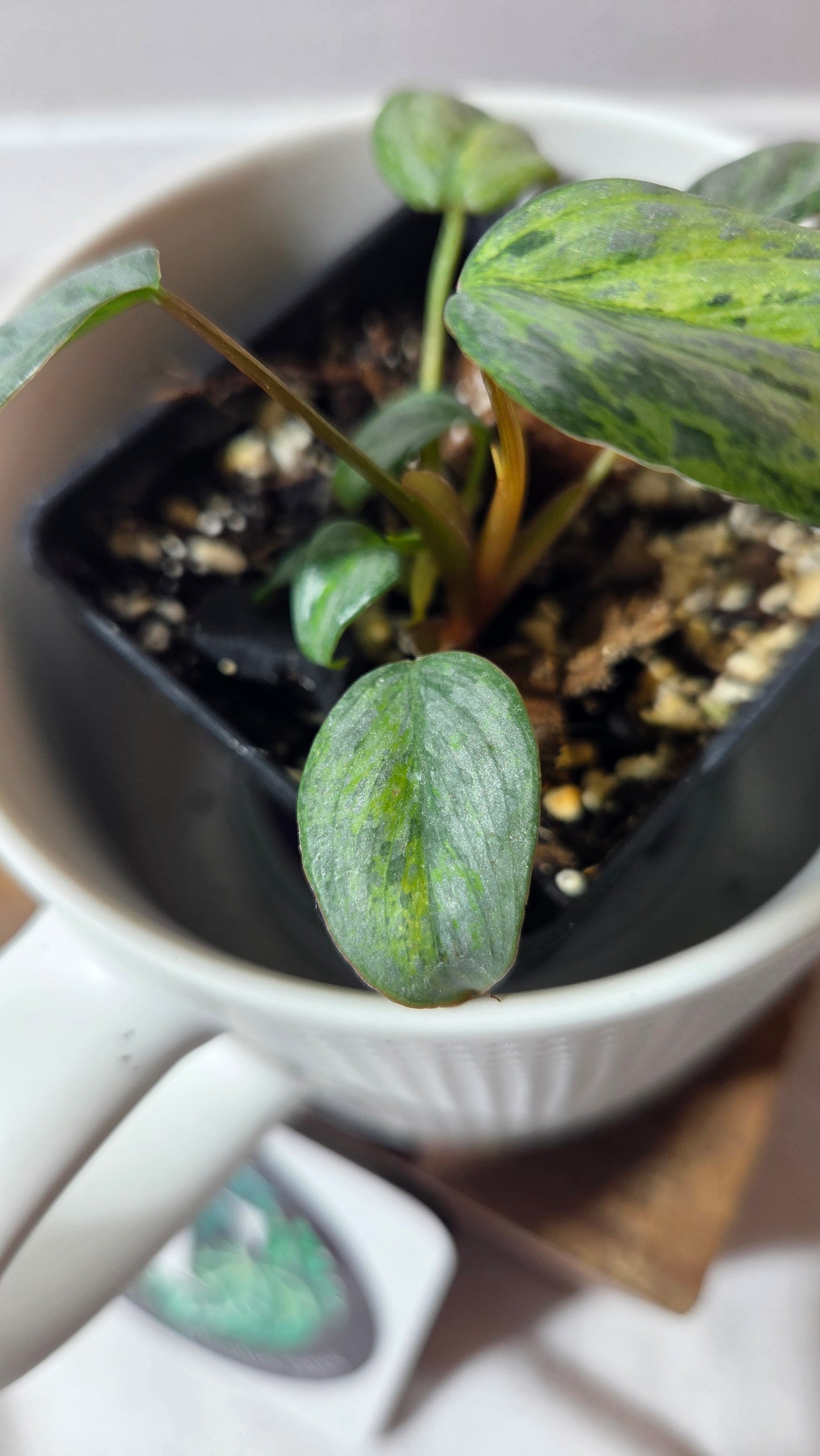 Philodendron Sodiroi Variegata (PHI-511)