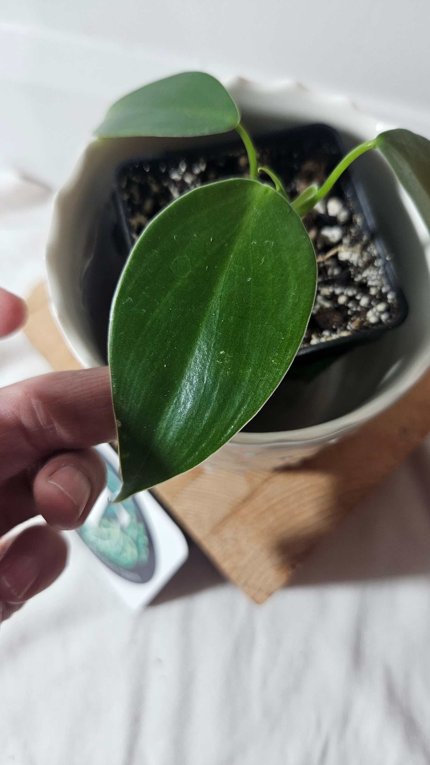 Philodendron Microstictum (PHI-658)